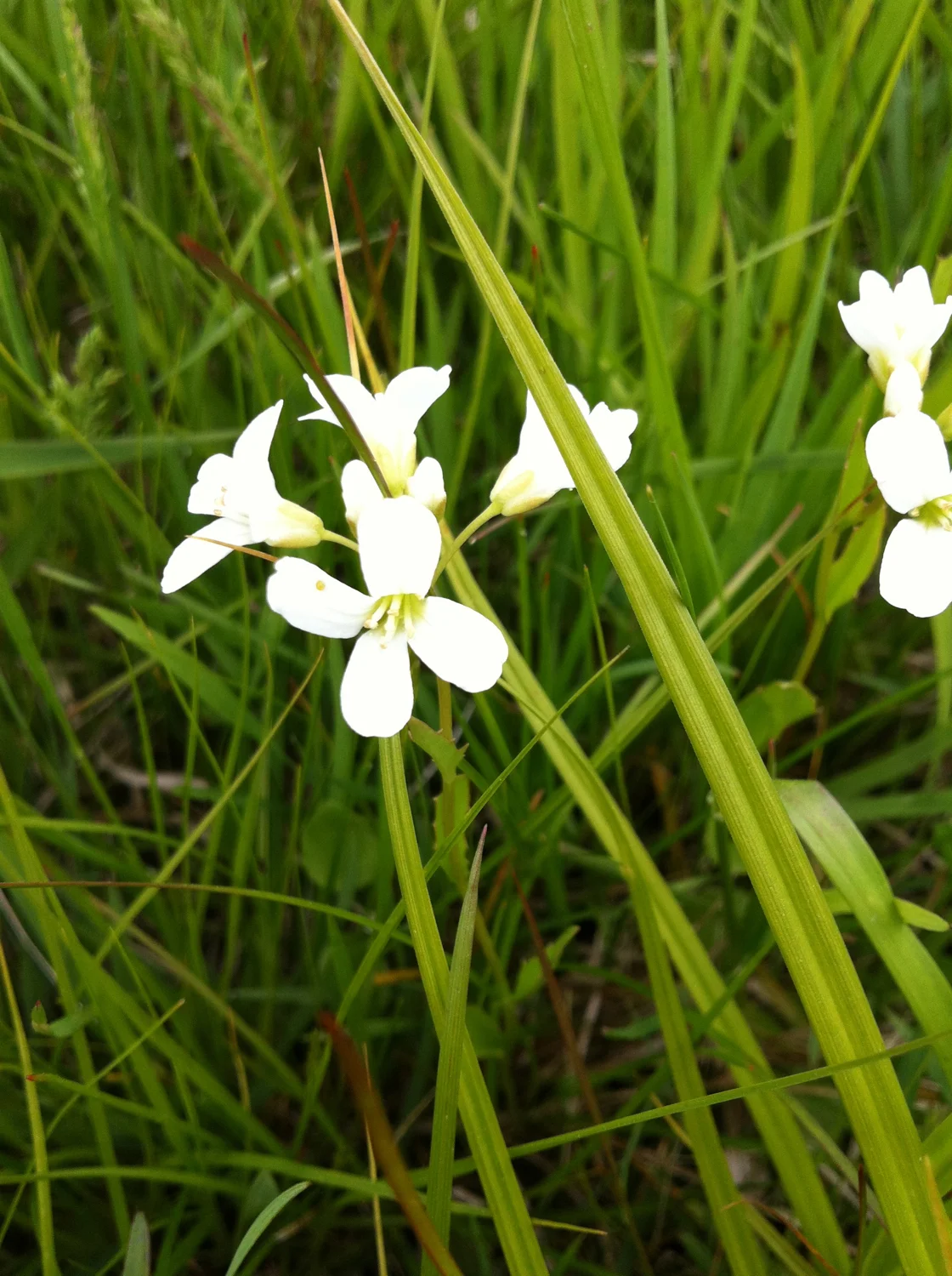 Cardamine bulbosa.jpg