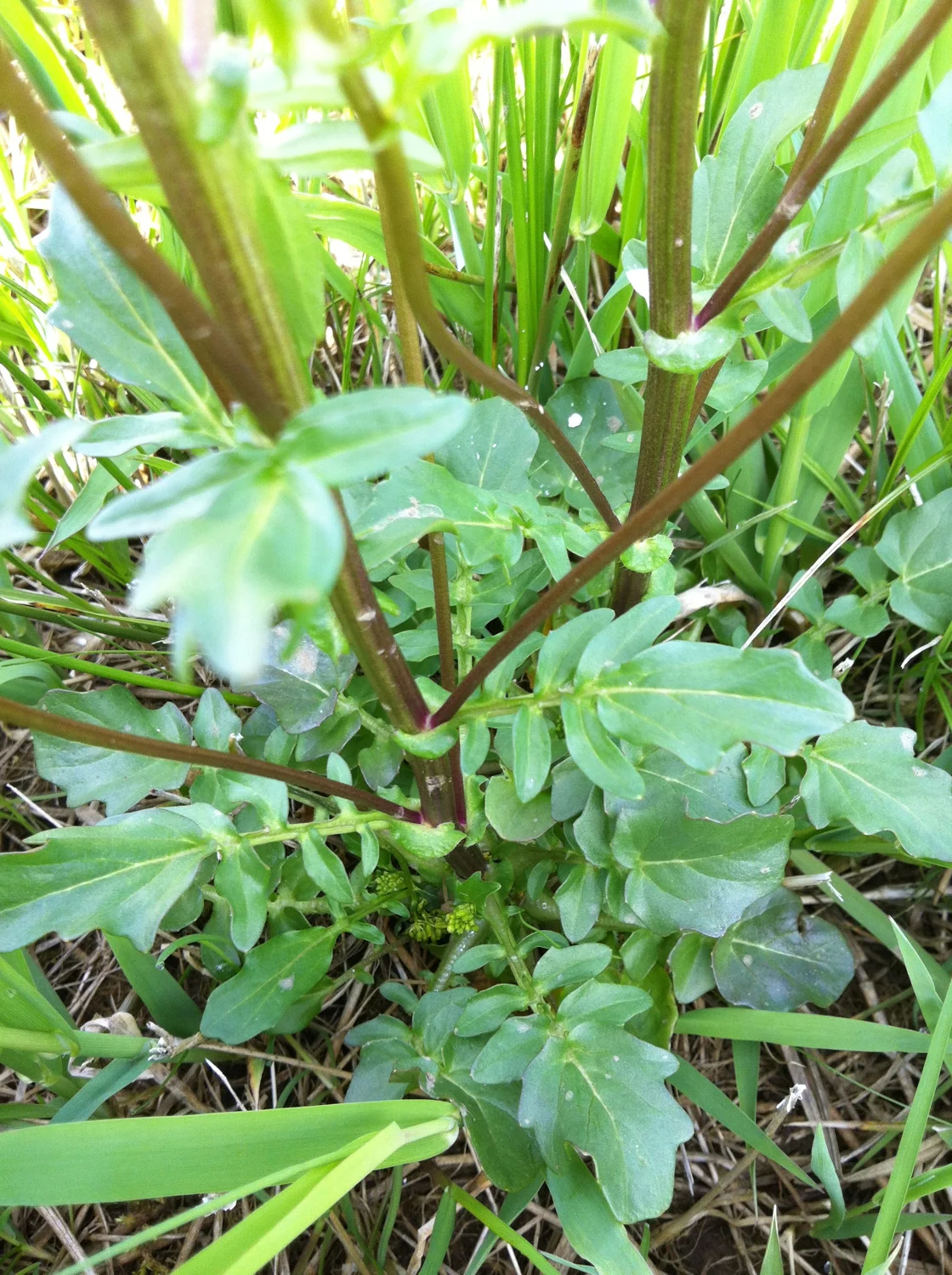 Wintercress