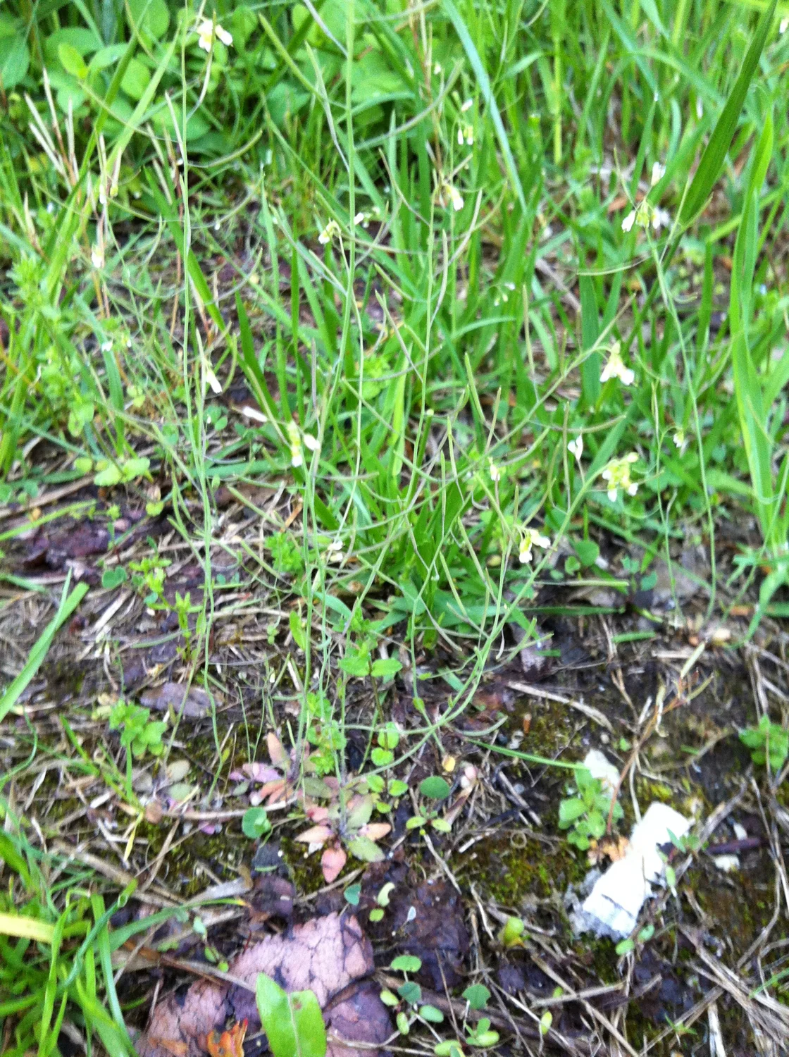 Mouse-ear cress