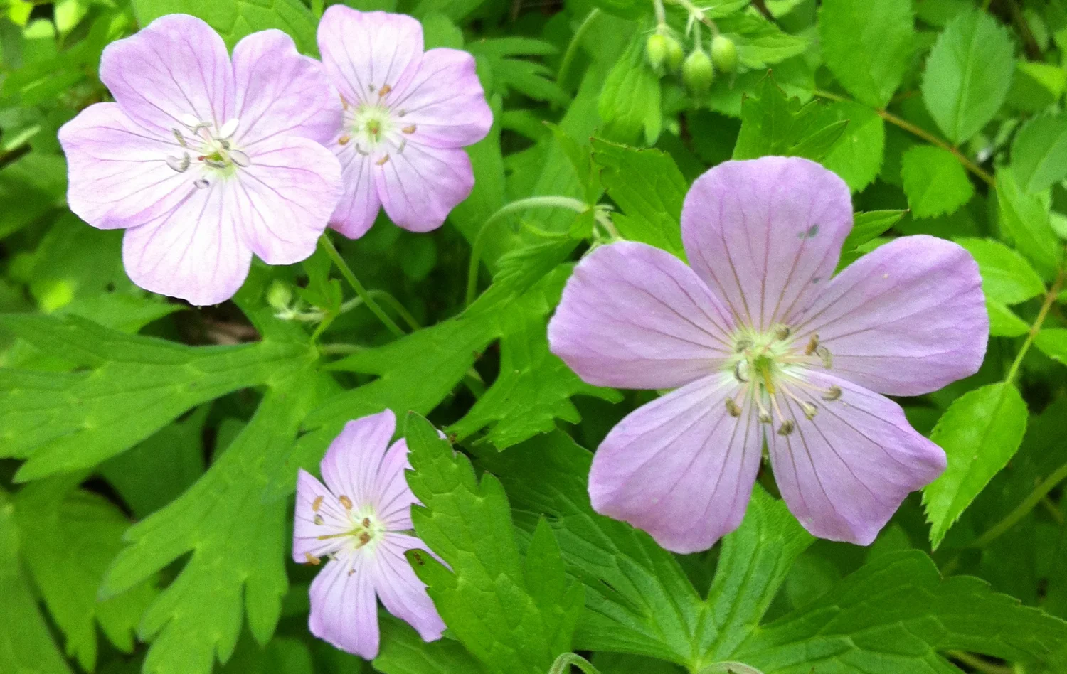 Wood geranium Geranium
maculatum L., 10 May 2013, Stroud Preserve, West Chester, Chester
County, Pennsylvania.
Normal
0
false
false
false
EN-US
JA
X-NONE
/* Style Definitions */
table.MsoNormalTable
{mso-style-name:"Table Normal";
mso-tstyle-rowband-size:0;
mso-tstyle-colband-size:0;
mso-style-noshow:yes;
mso-style-priority:99;
mso-style-parent:"";
mso-padding-alt:0in 5.4pt 0in 5.4pt;
mso-para-margin:0in;
mso-para-margin-bottom:.0001pt;
mso-pagination:widow-orphan;
font-size:12.0pt;
font-family:"Times New Roman","serif";
mso-fareast-language:JA;}