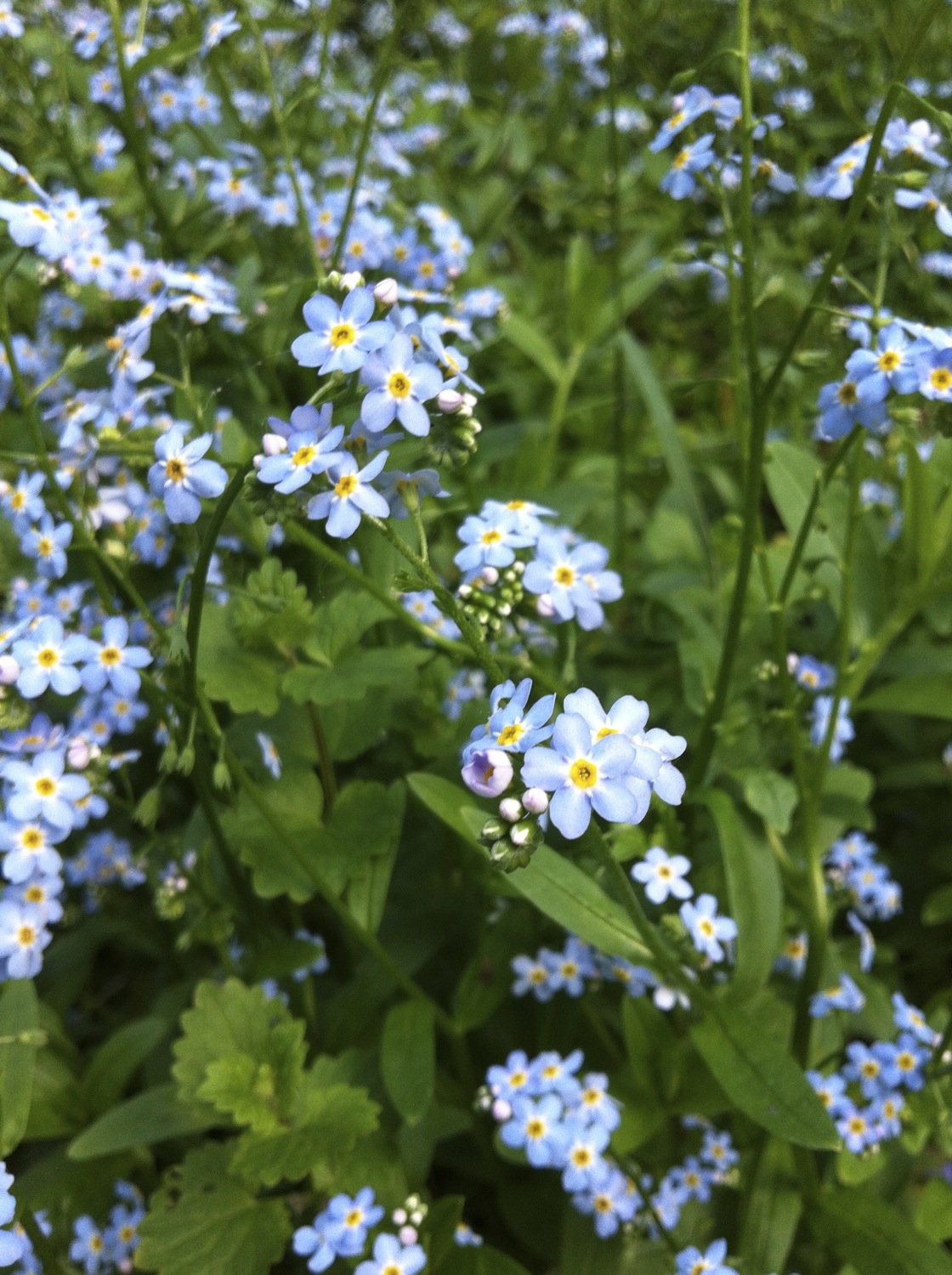 Forget-me-not