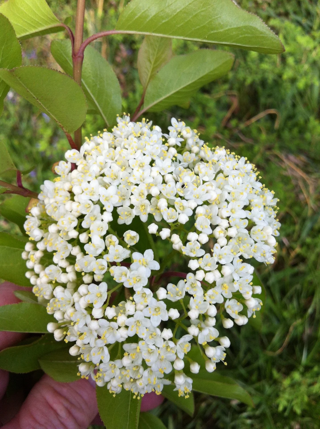Viburnum prunifolium.jpg