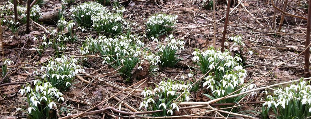 Snow drops ( Galanthus nivalis )