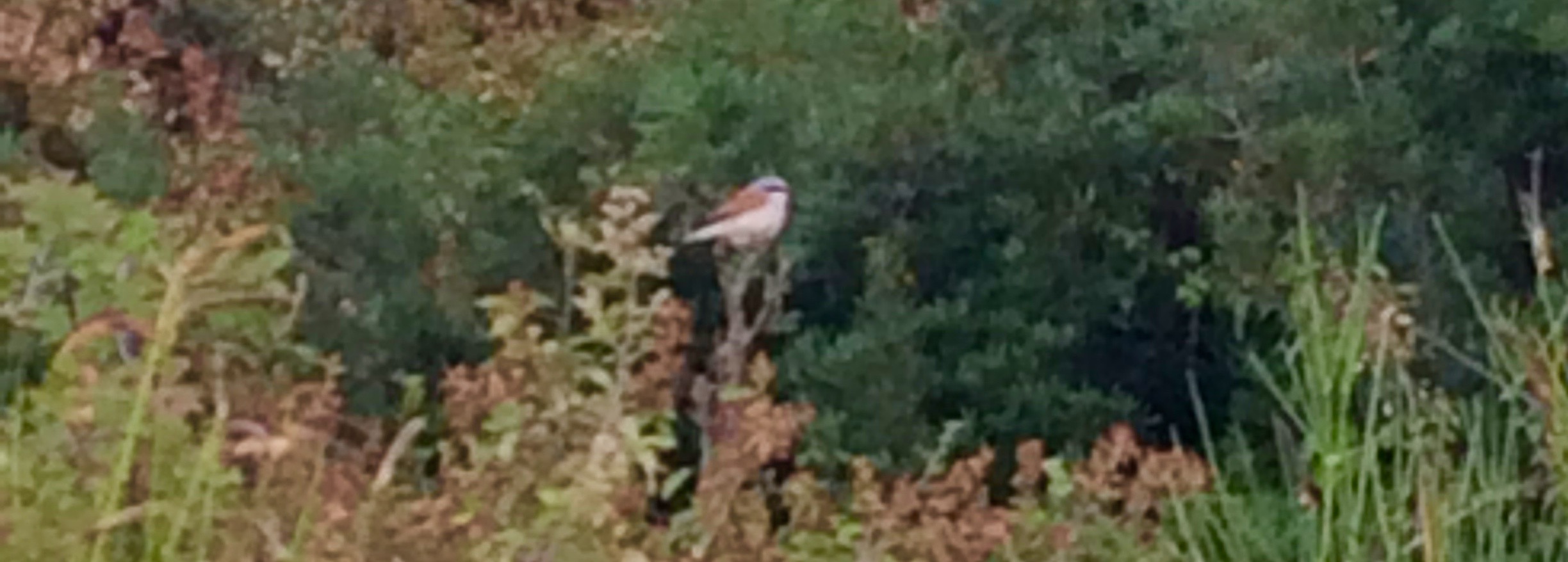 An adult Red-backed Shrike, Dubrovnik, Croatia, 10 August 2016