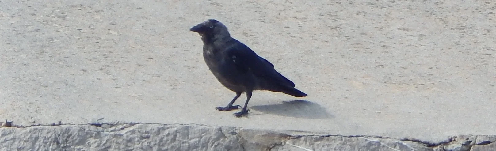 Jackdaw - Dubrovnik, Croatia, 8 August 2016. 