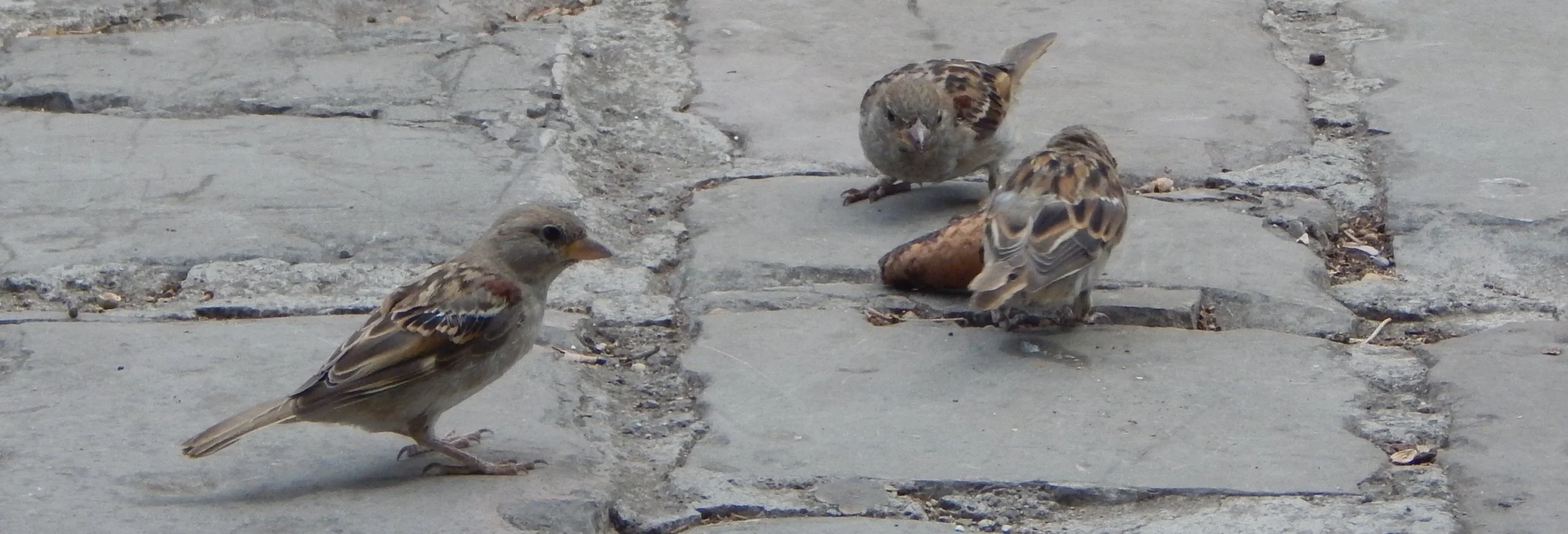 House Sparrows - Dubrovnik, Croatia. Eating ice cream? 