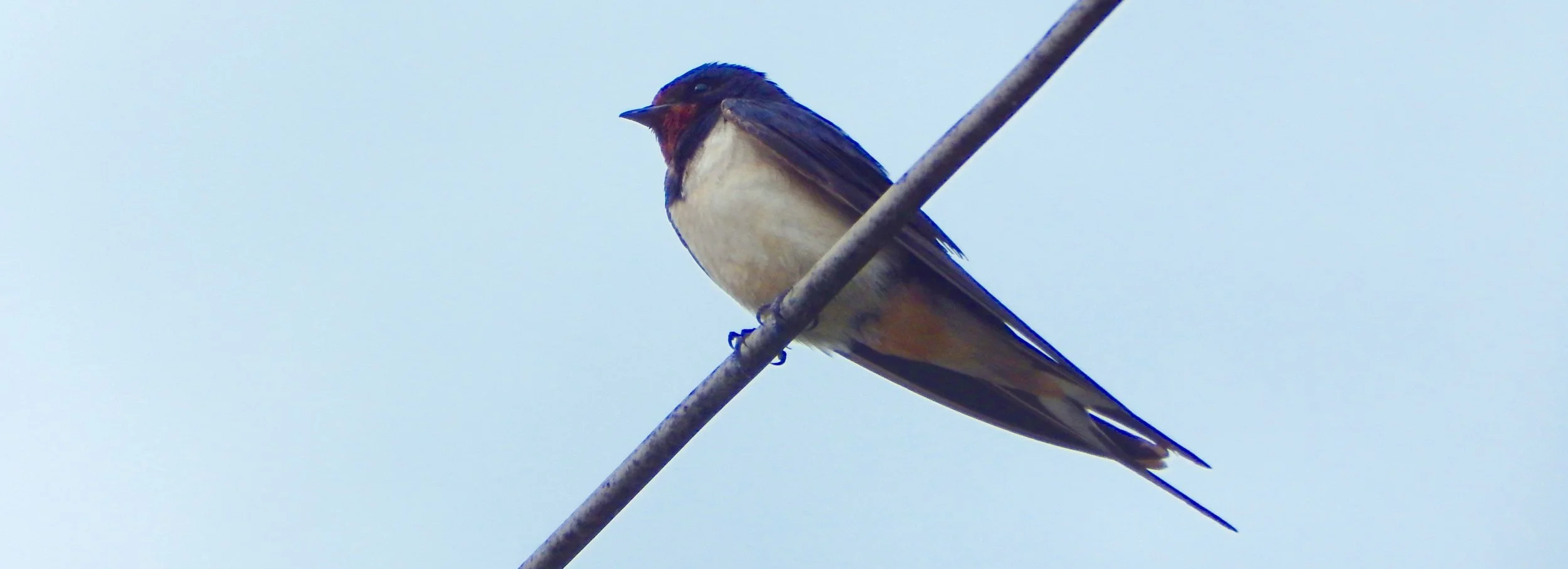 Barn Swallow, Dubrovnik, Croatia. 