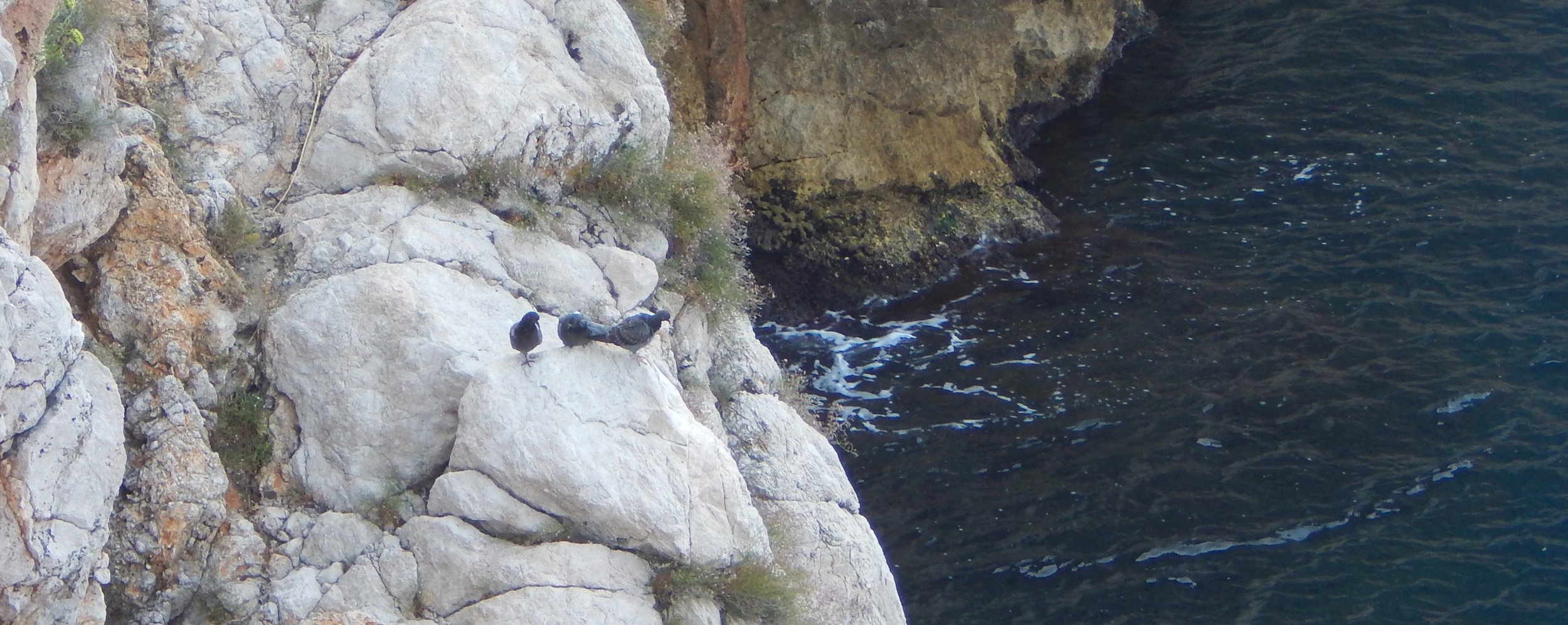 Rock Doves on rocks, Dubrovnik, Croatia.