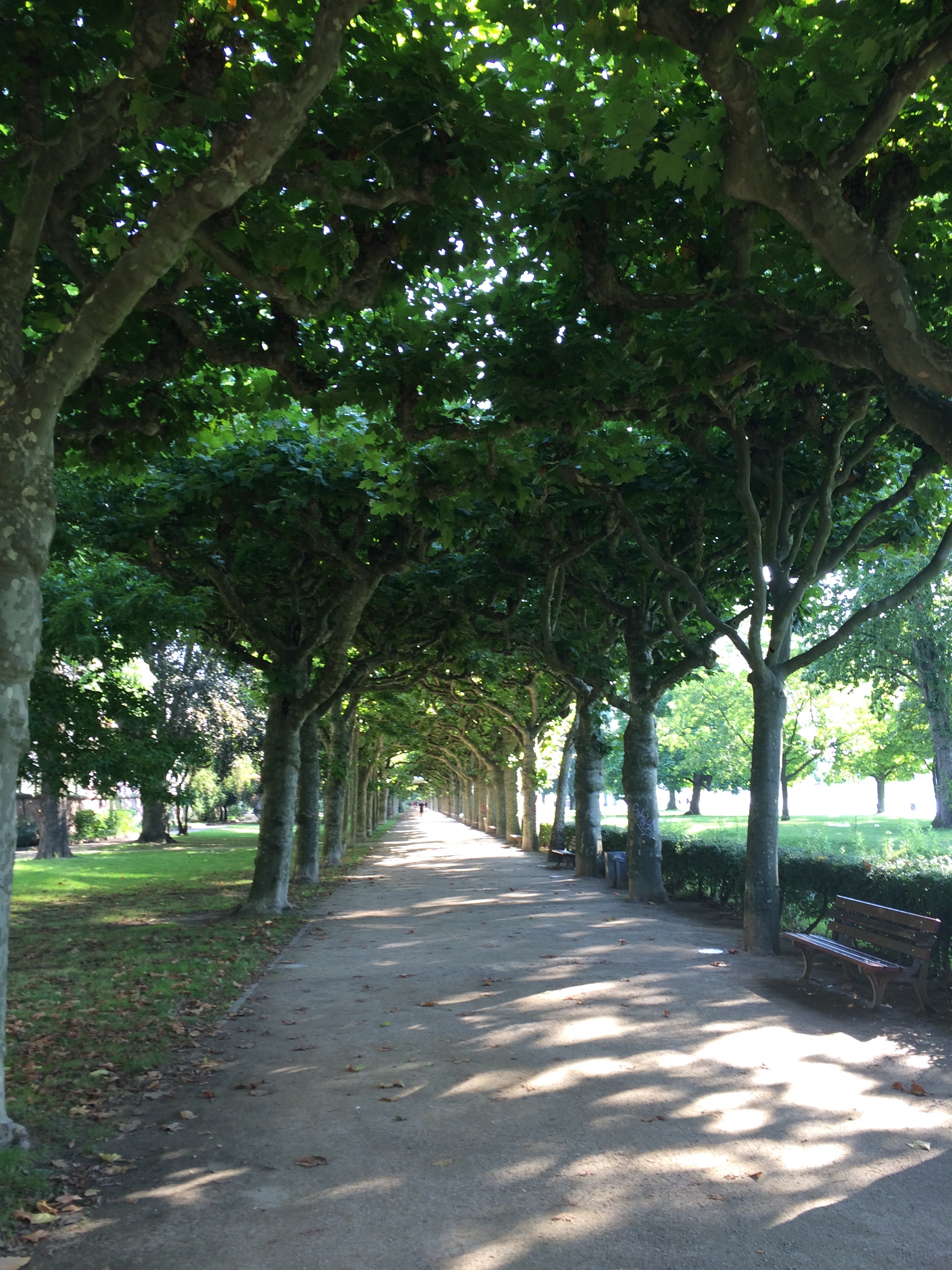 Tree lined walk along Main River, Frankfurt, Germany. 