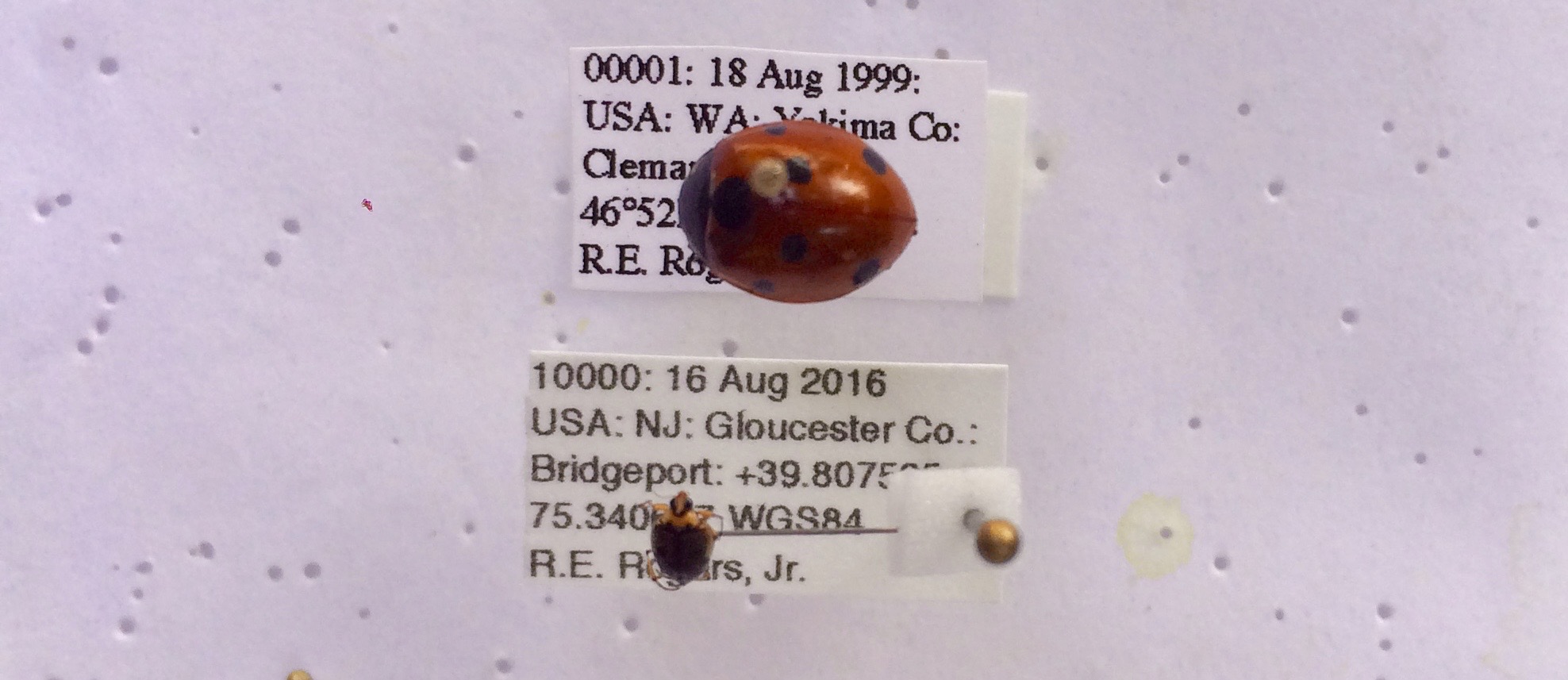 #00001 - Seven Spotted Lady Beetle, Coccinella septempunctata Linnaeus 1758, collected at Cleman Mountain, Yakima Co., WA, on 18 August 1999; #10000 - Crawling Water Beetle, Peltodytes edentulus (LeConte 1863), collected at Bridgeport Township, Gloucester Co., NJ on 16 August 2016. 
