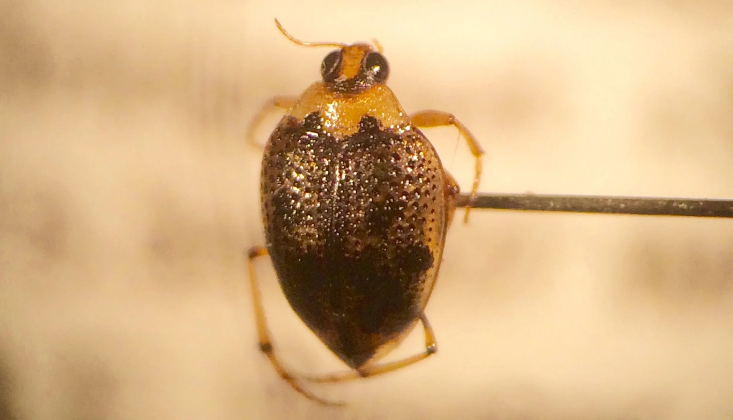 Close up of #10000 - Crawling Water Beetle, Peltodytes edentulus , collected at Bridgeport Township, Gloucester Co., NJ on 16 August 2016. 