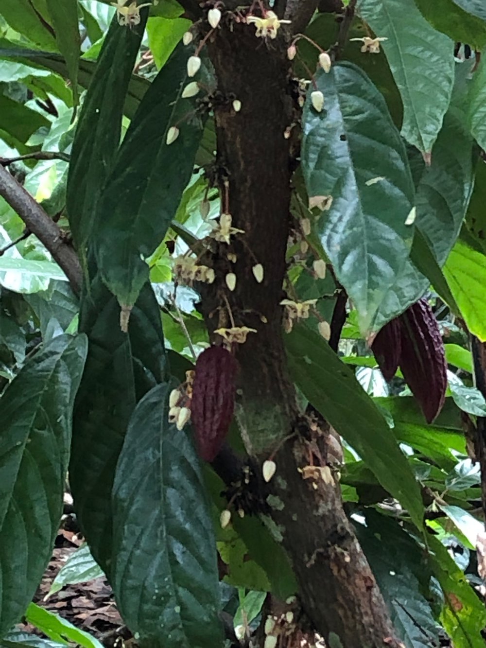  Cocoa tree flowers. They said that a species of mosquito is the pollinator. 