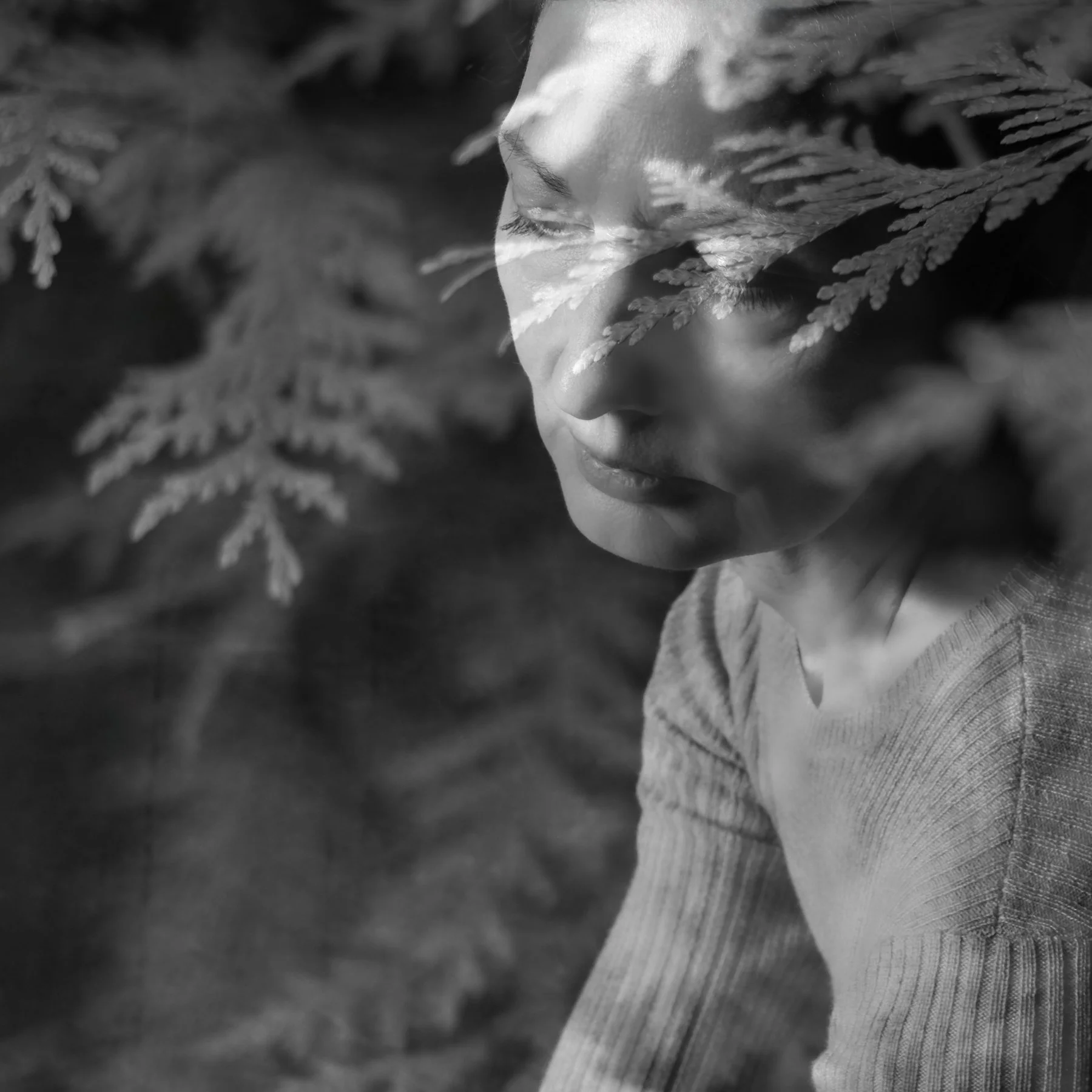 forest of dreams.jpg