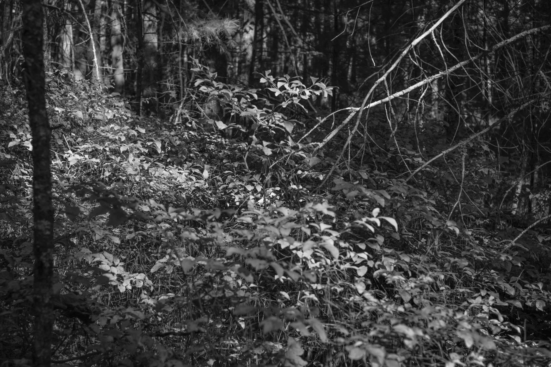 leaves on hill with white stick arms.jpg