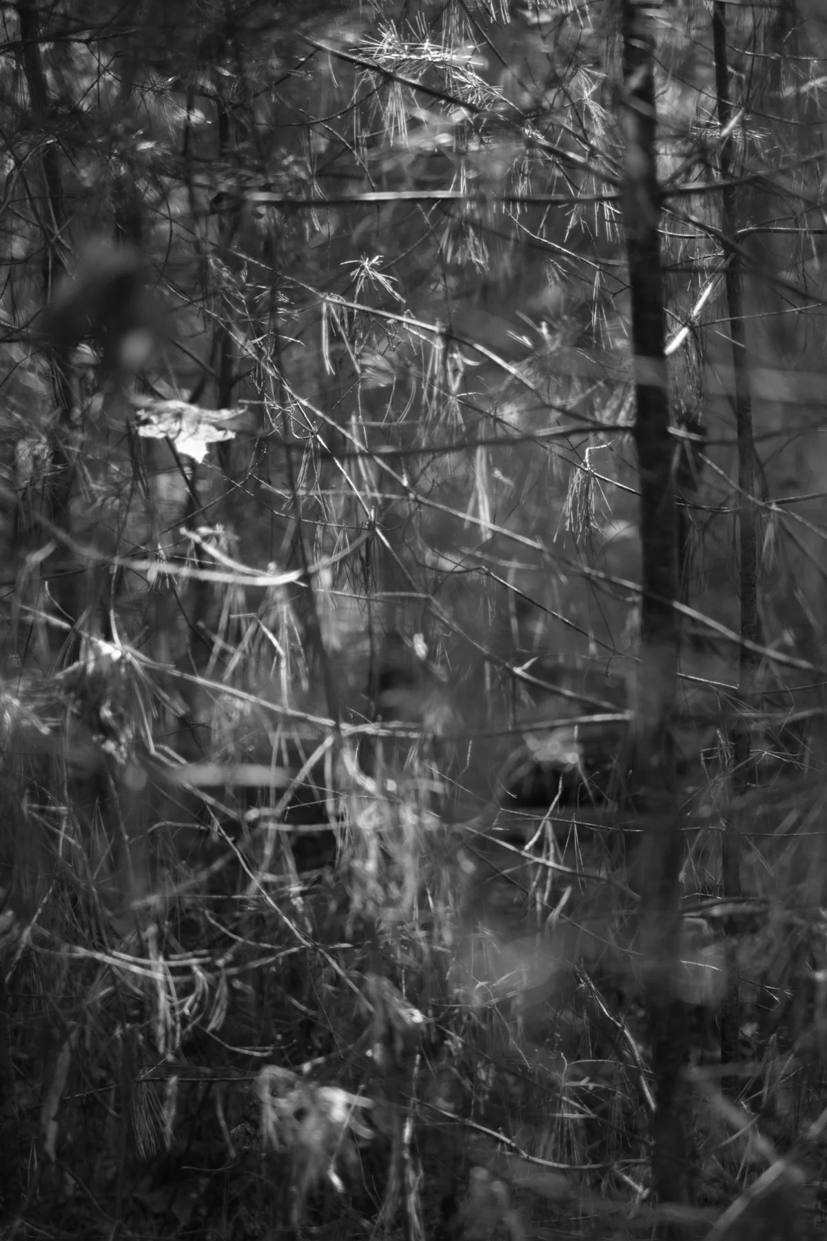 shining pine needles.jpg