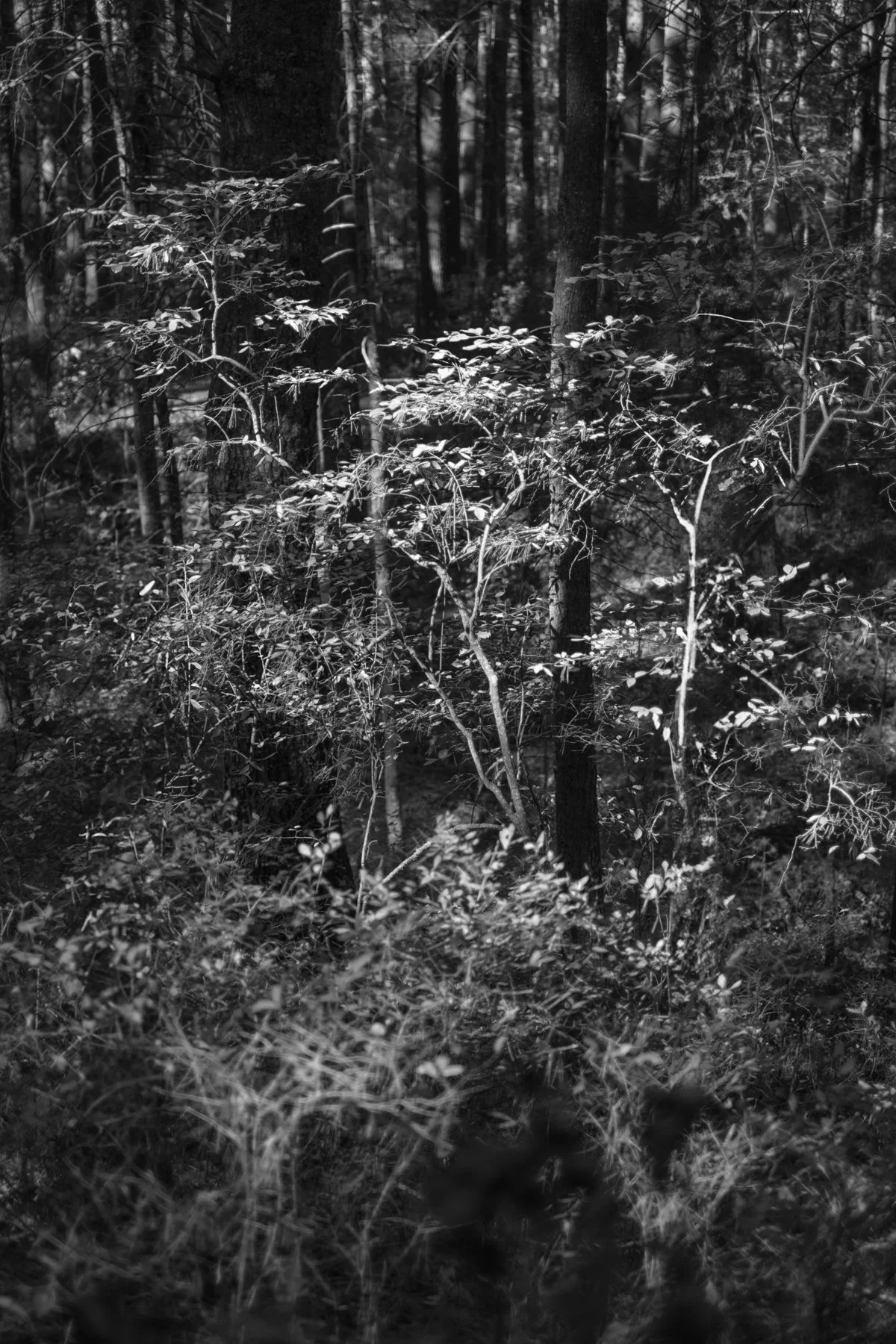 yellow trees on hill.jpg