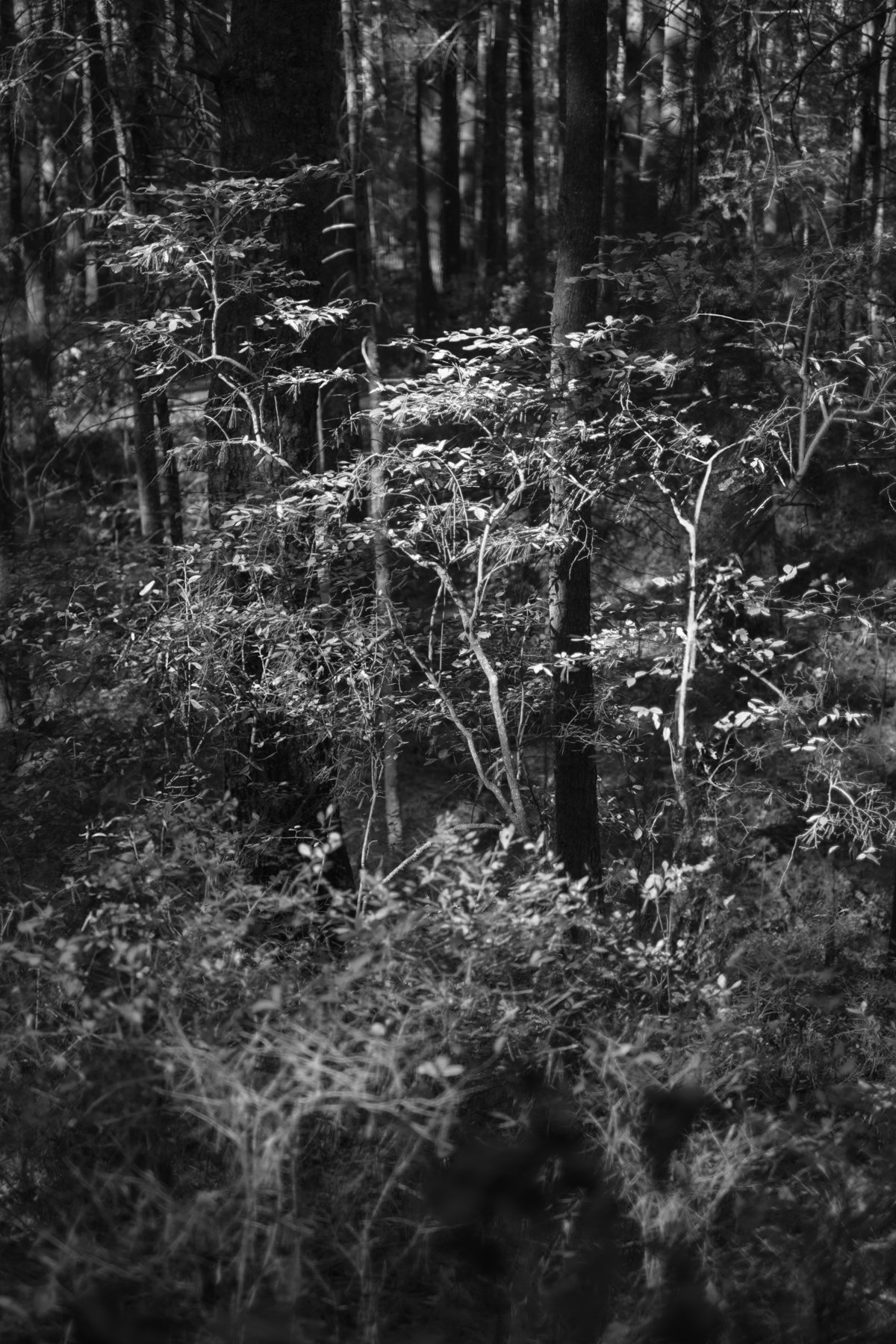 copse for website.jpg