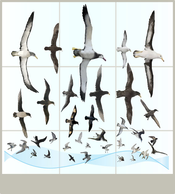 CChorus_NHM_MassDisplaysAPP_Seabirds.jpg