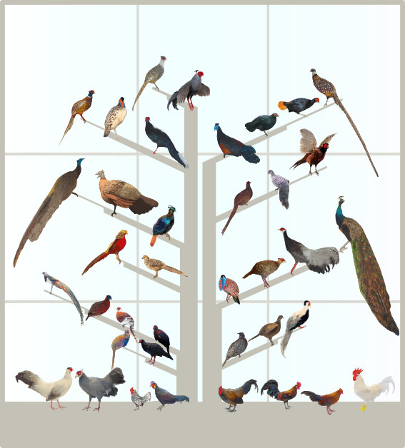 CChorus_NHM_MassDisplaysAPP_Pheasants.jpg