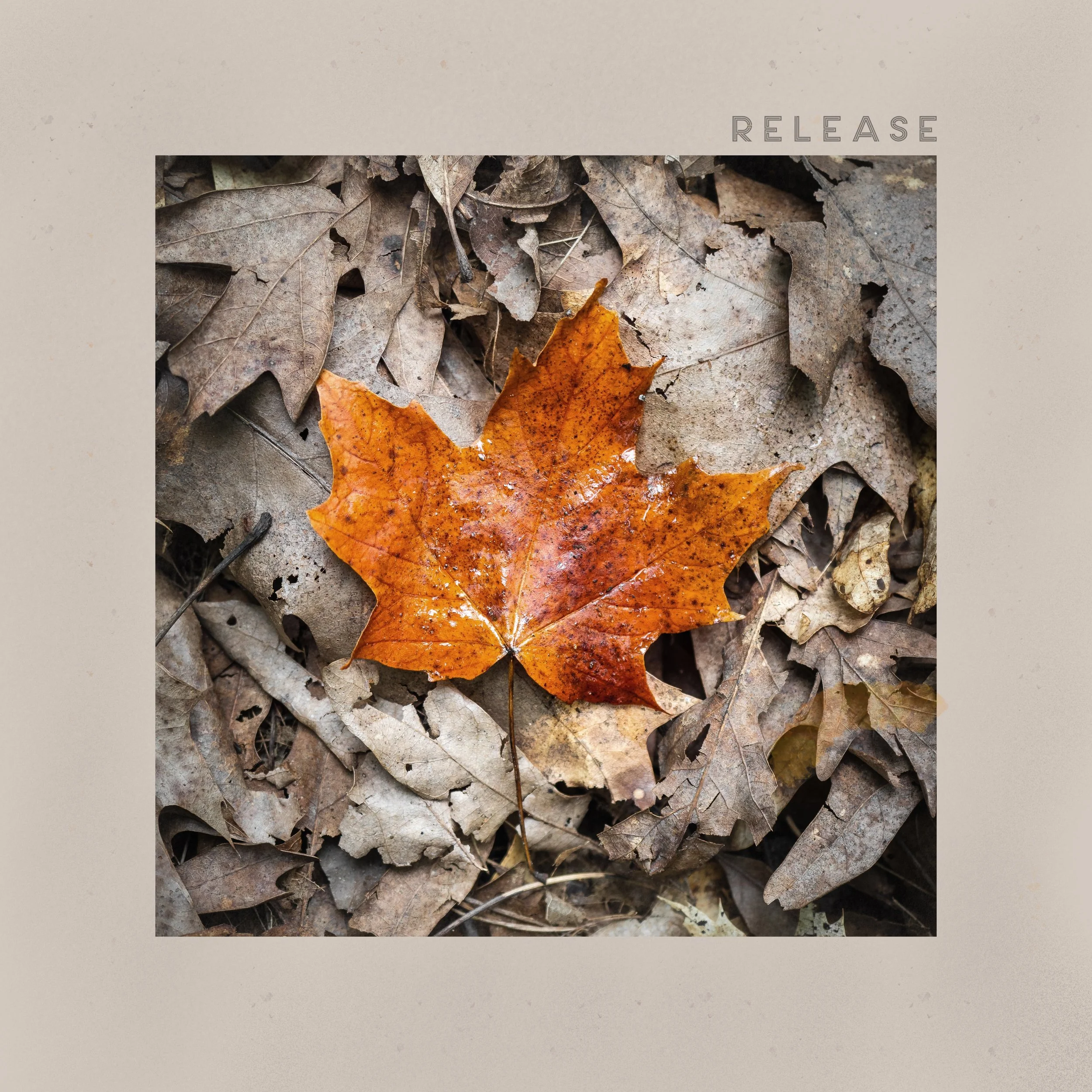 Release (album art).jpeg