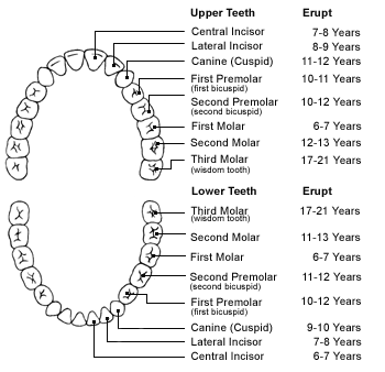 Permanent Dentition Chart