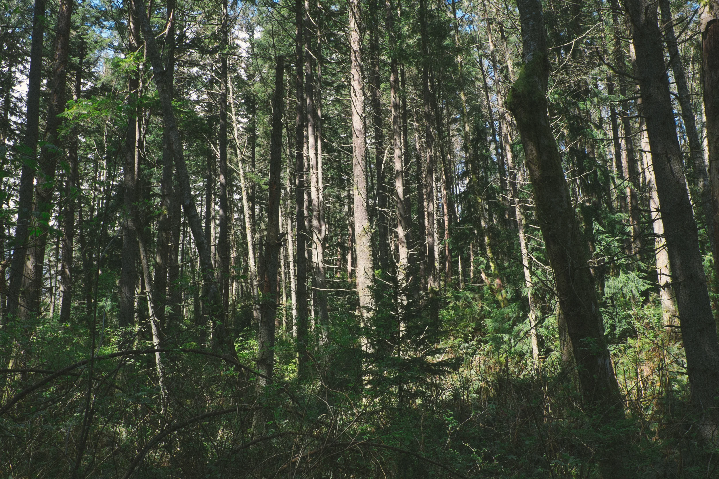 DSCF5950.jpg