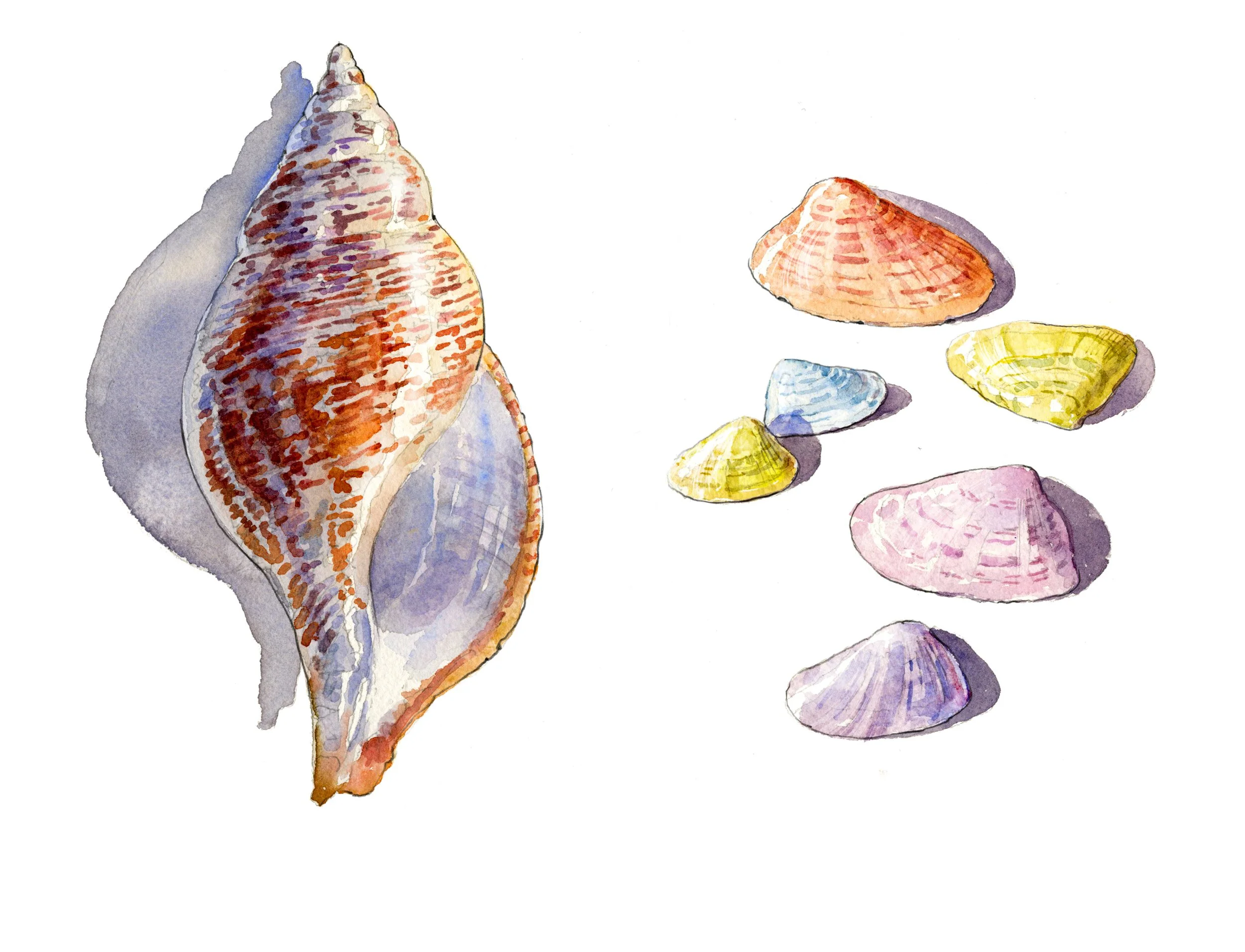 true tulip coquina.jpg