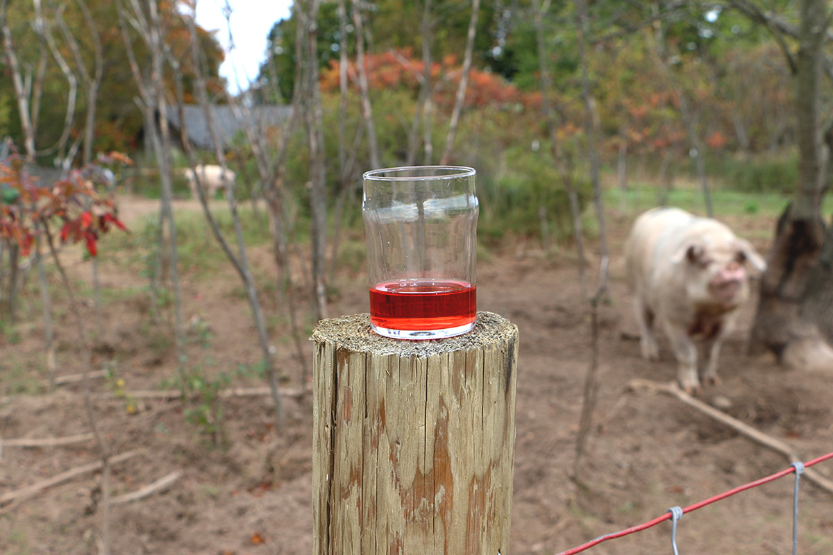   A glass of  Mitten Cherry Cider  sits atop the pen housing the farm's pigs–instrumental in grooming the grounds.  