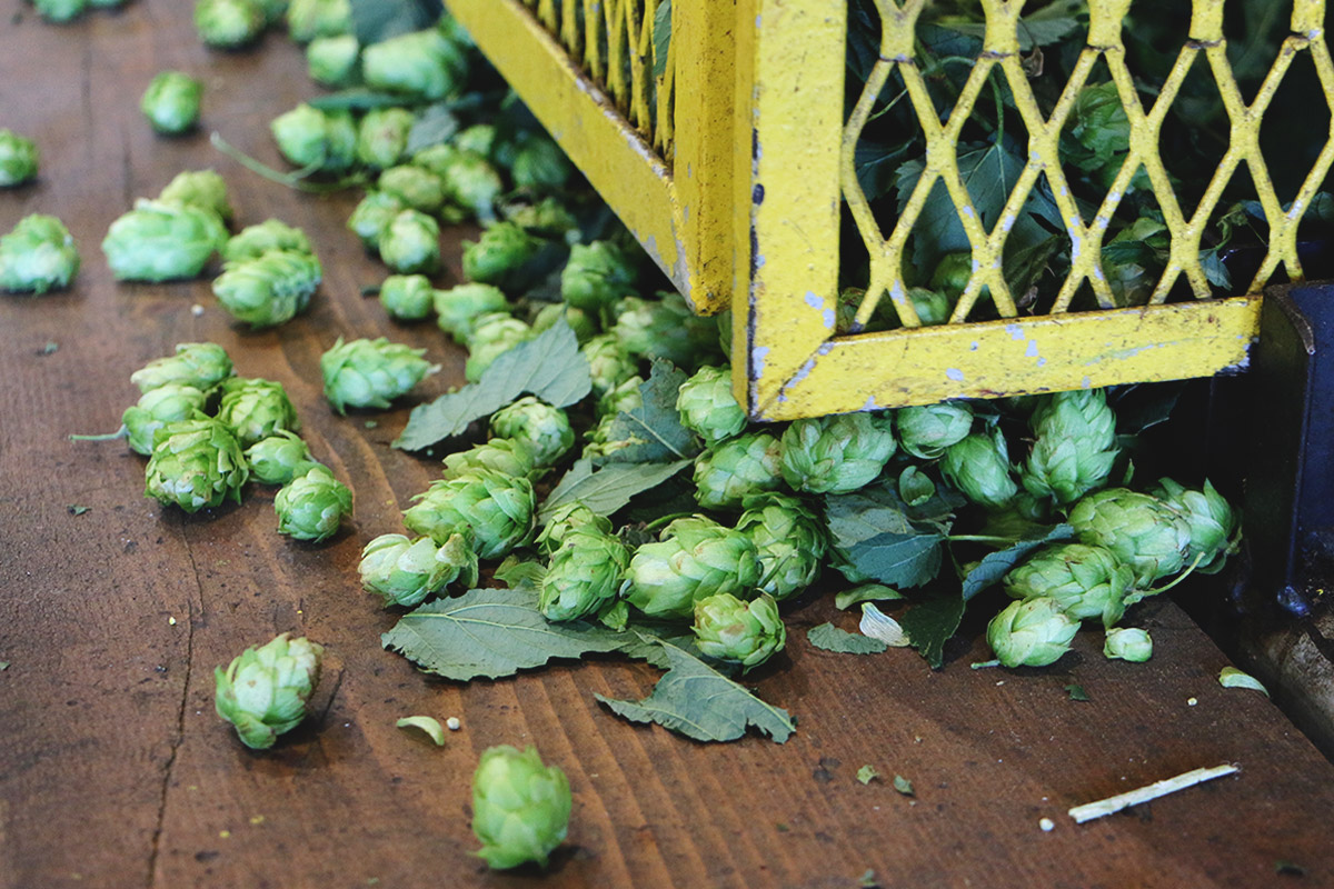   Spoils from this year's hop harvest at Elk Mountain Farms, in Bonners Ferry, ID. [Photo: Jack Muldowney]  