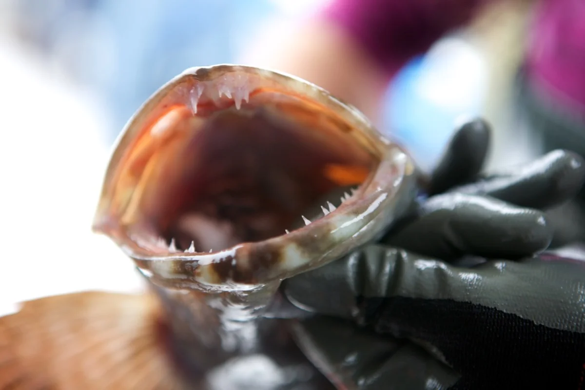 CA Collaborative Fisheries Research