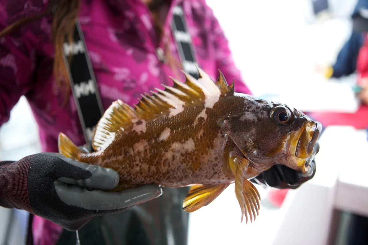 CA Collaborative Fisheries Research