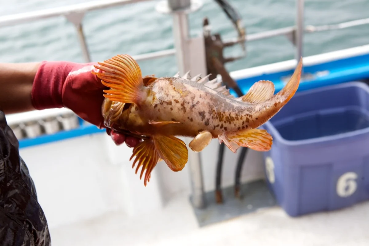 CA Collaborative Fisheries Research