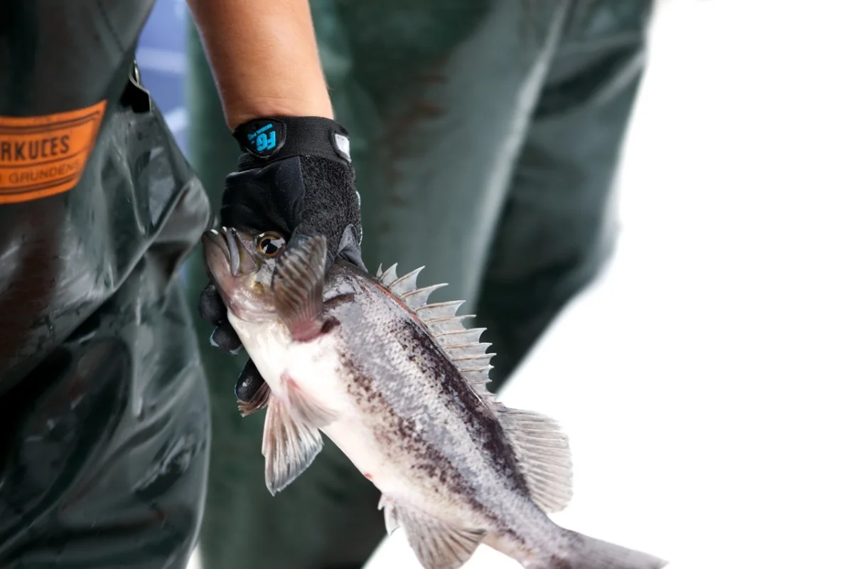 CA Collaborative Fisheries Research