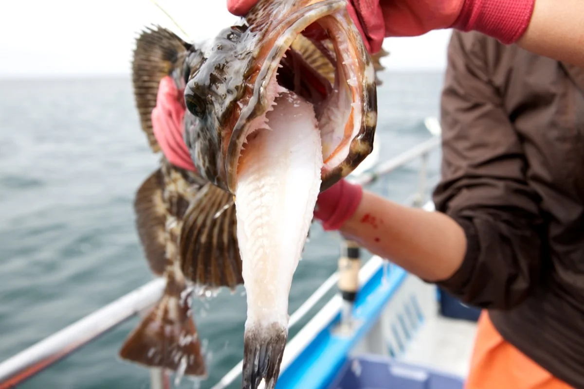 CA Collaborative Fisheries Research