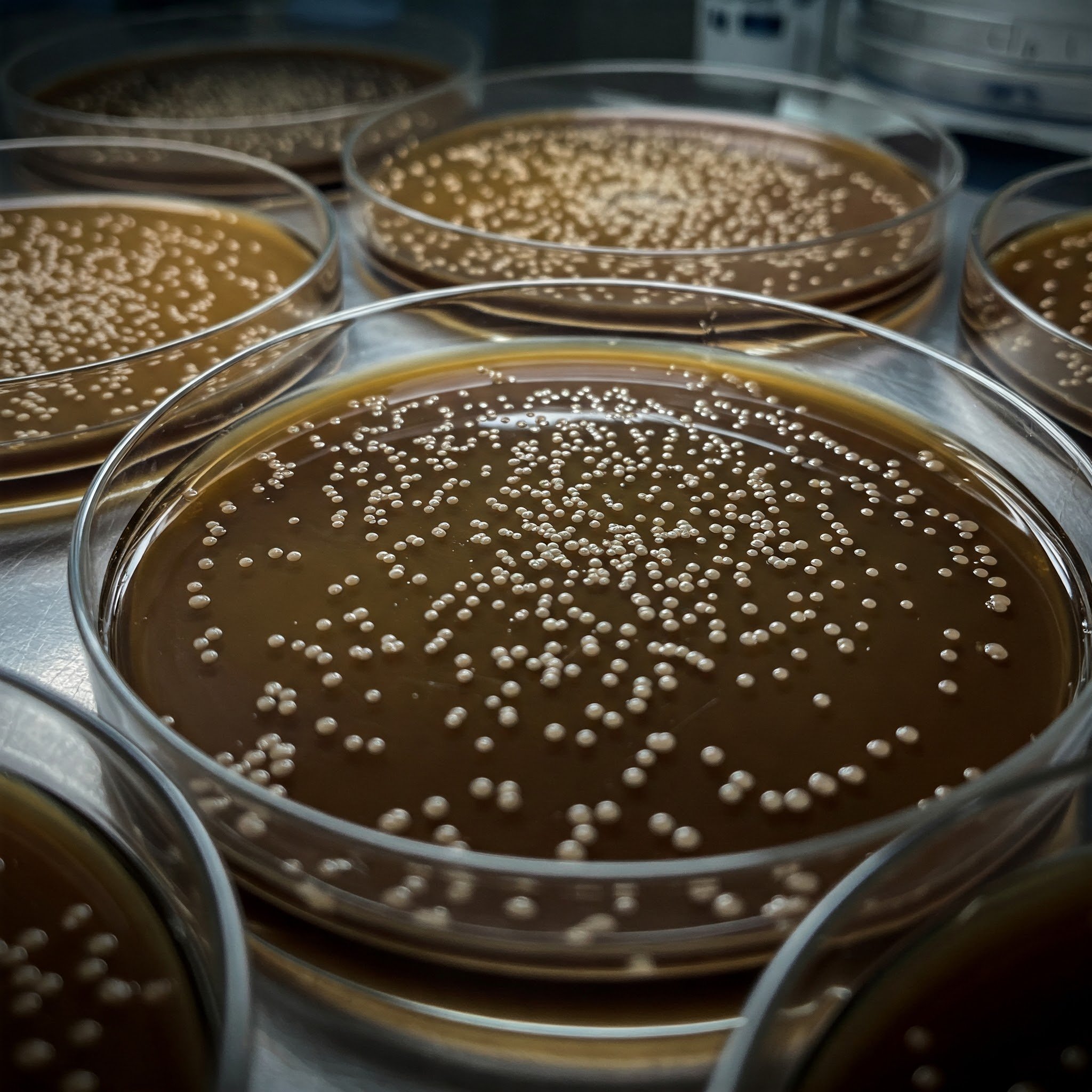 Using biotechnology to lower alcohol in wine