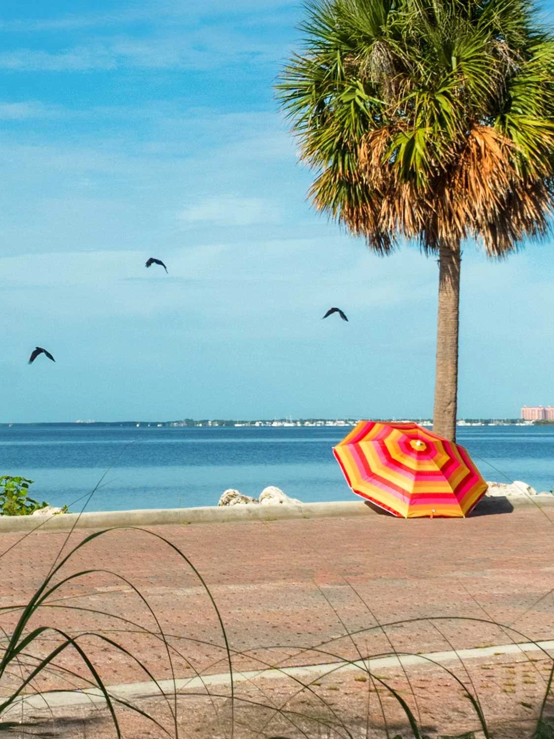 Colorful striped beach umbrella leaning against a palm tree at Hobie Beach with birds flying over calm blue water