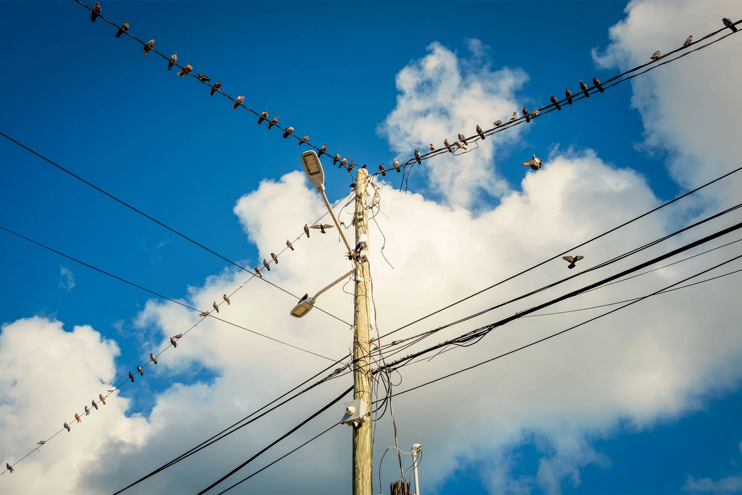 Birds in St Thomas USVI