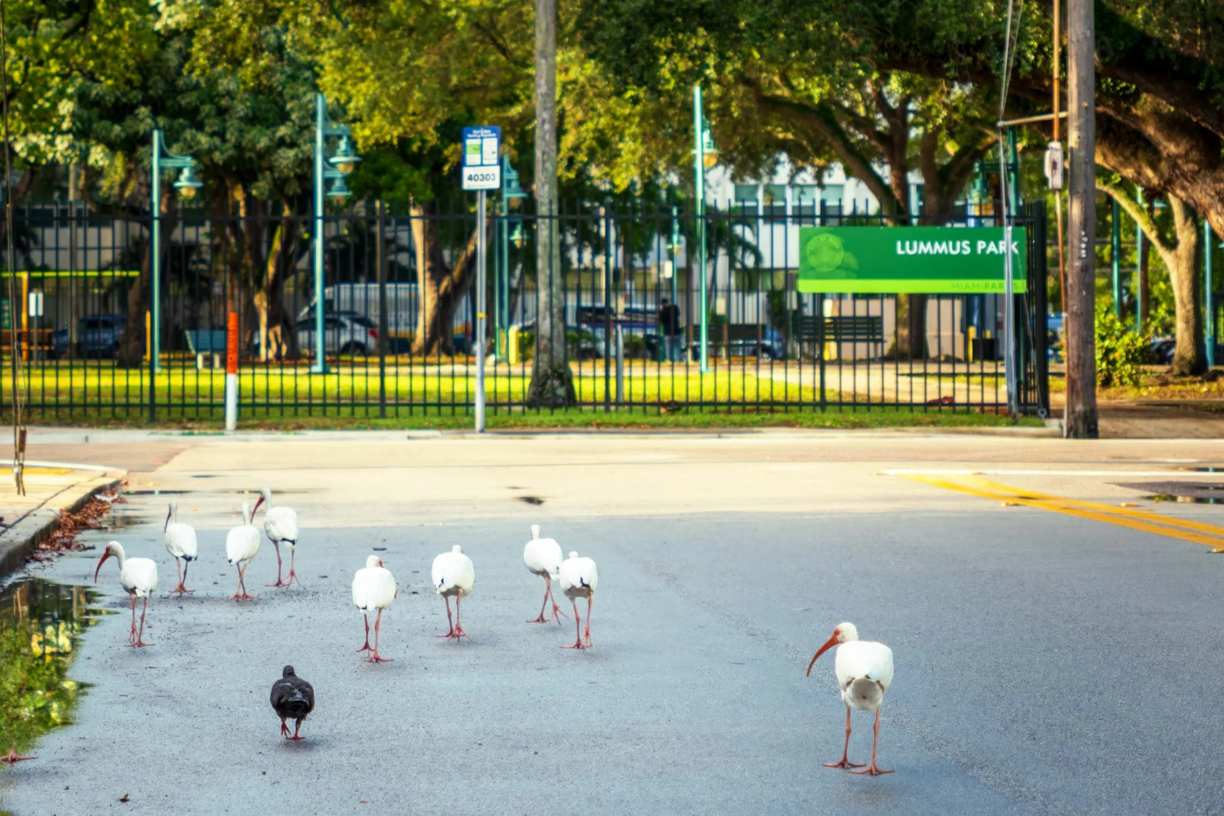 Ibises walking along a street in the Lummus Park Historic District