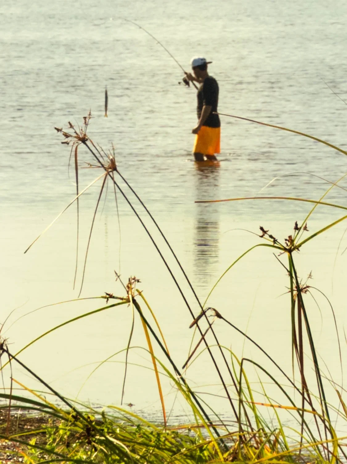 Man wading in shallow water at Hobie Beach casting a fishing rod, with reeds in the foreground