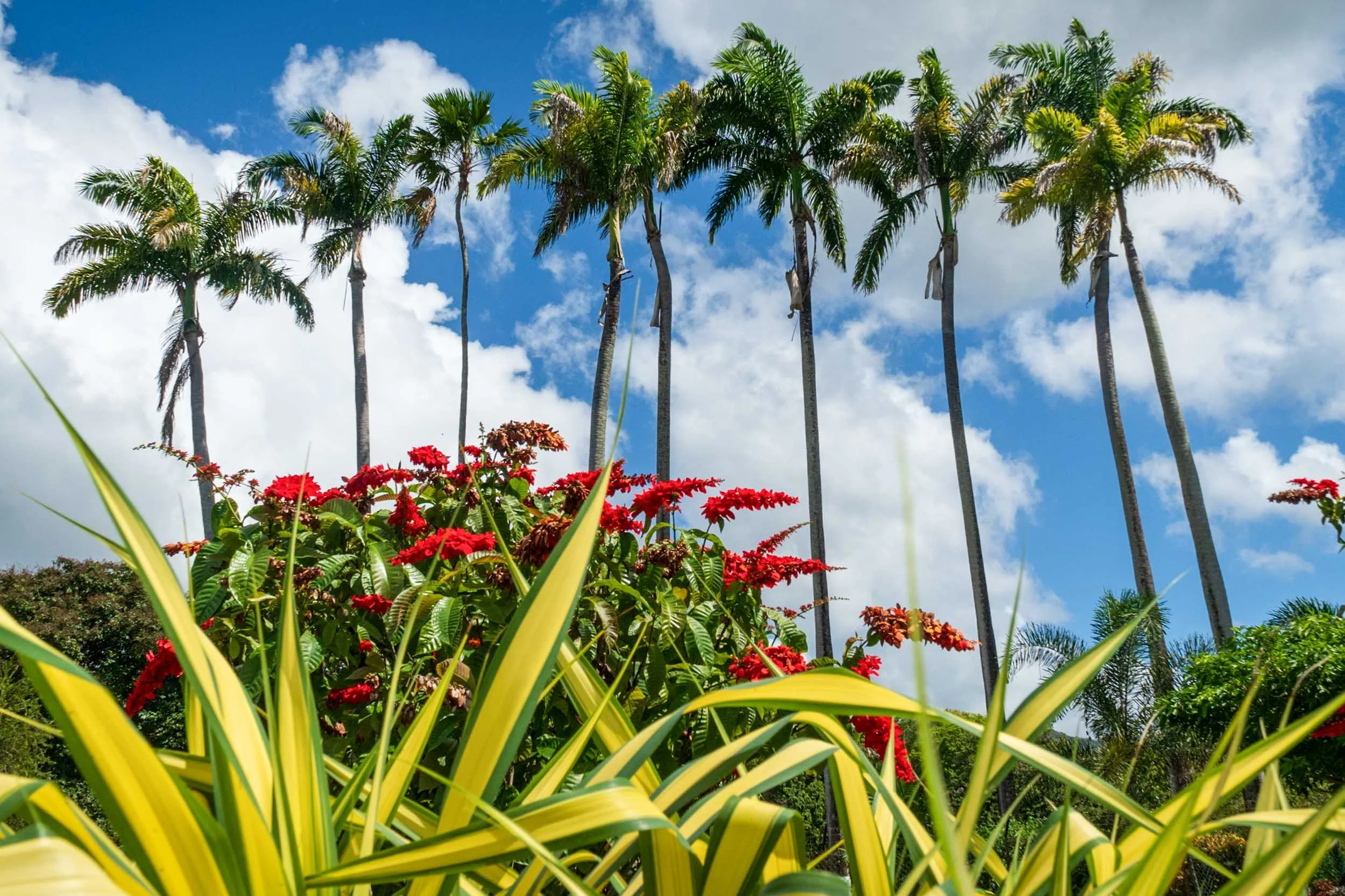 Palm trees in Bridgetown Barbados