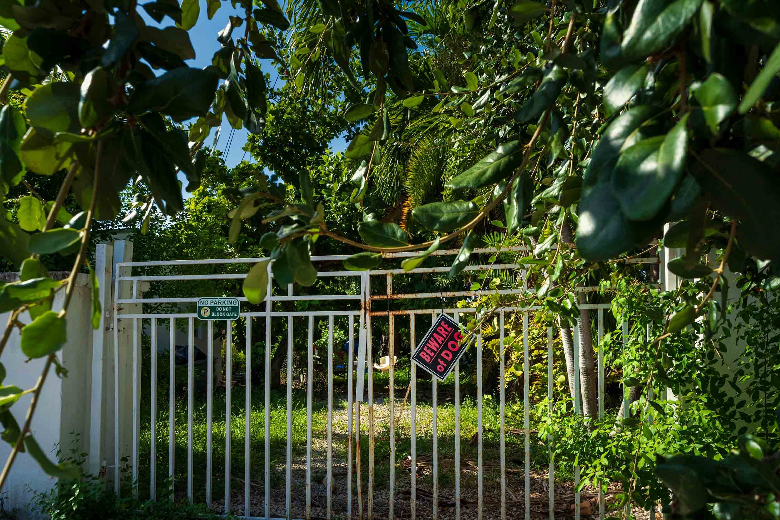 White iron gate with beware of dog sign under tree canopy, Buena Vista Miami