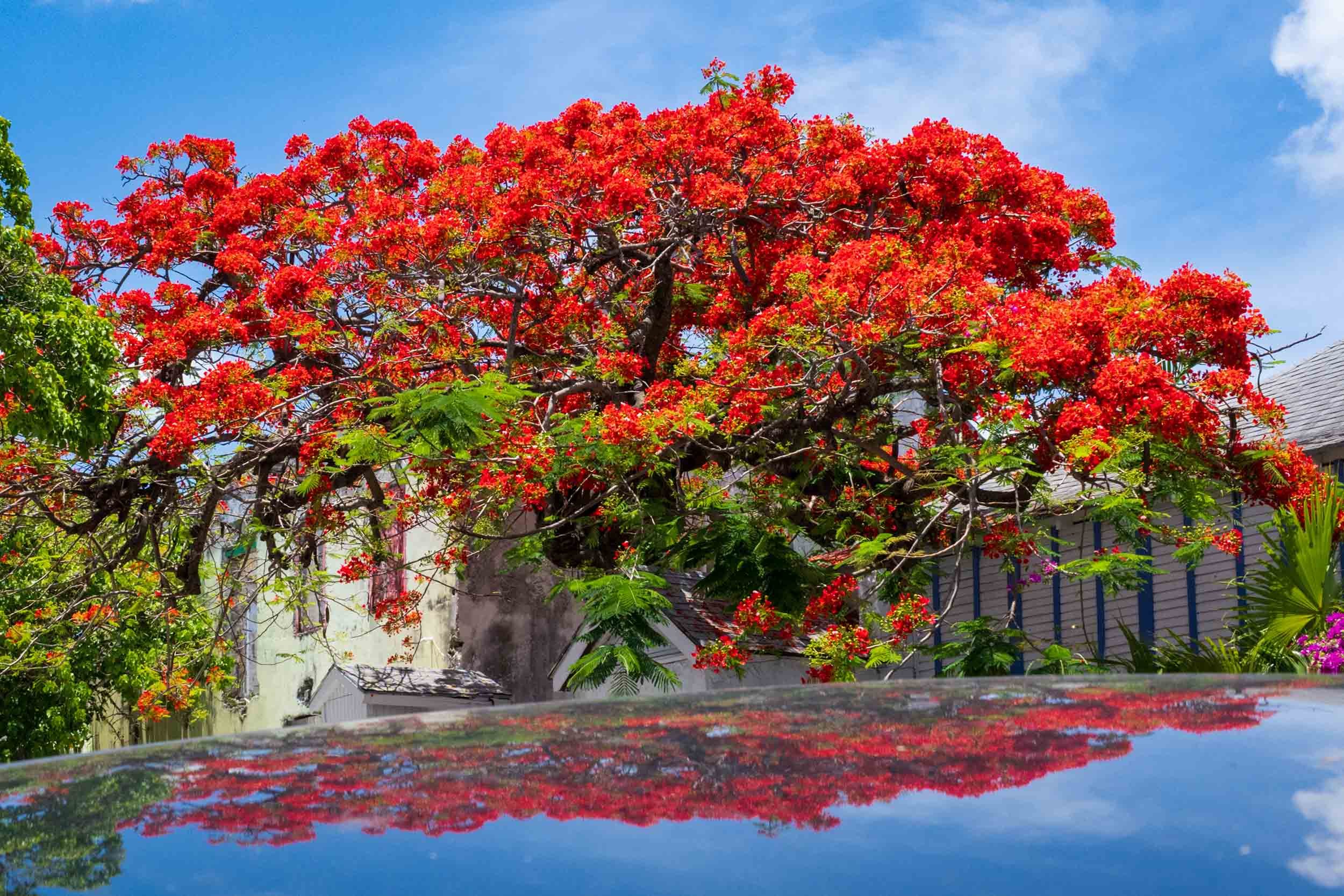 Royal Poinciana flamboyant tree red flowers tropical garden Caribbean landscape reflection water