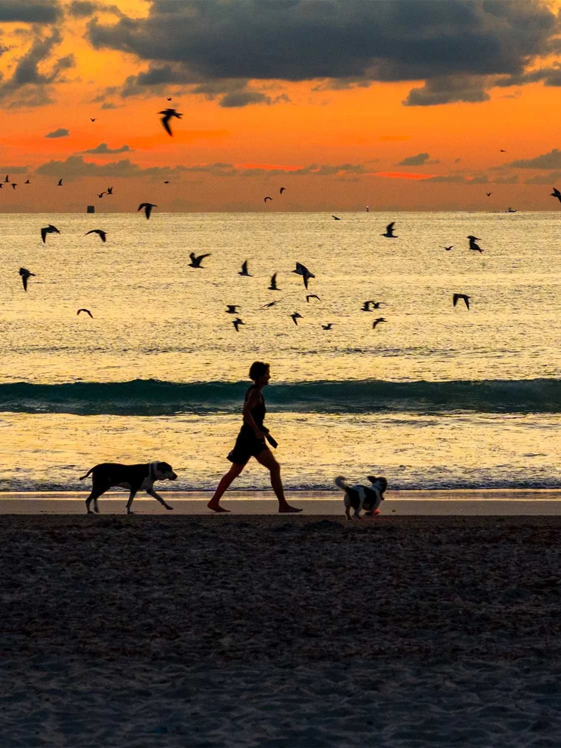 sunrise South Beach dog walk | beach at dawn seagulls ocean waves golden sky pet-friendly beach