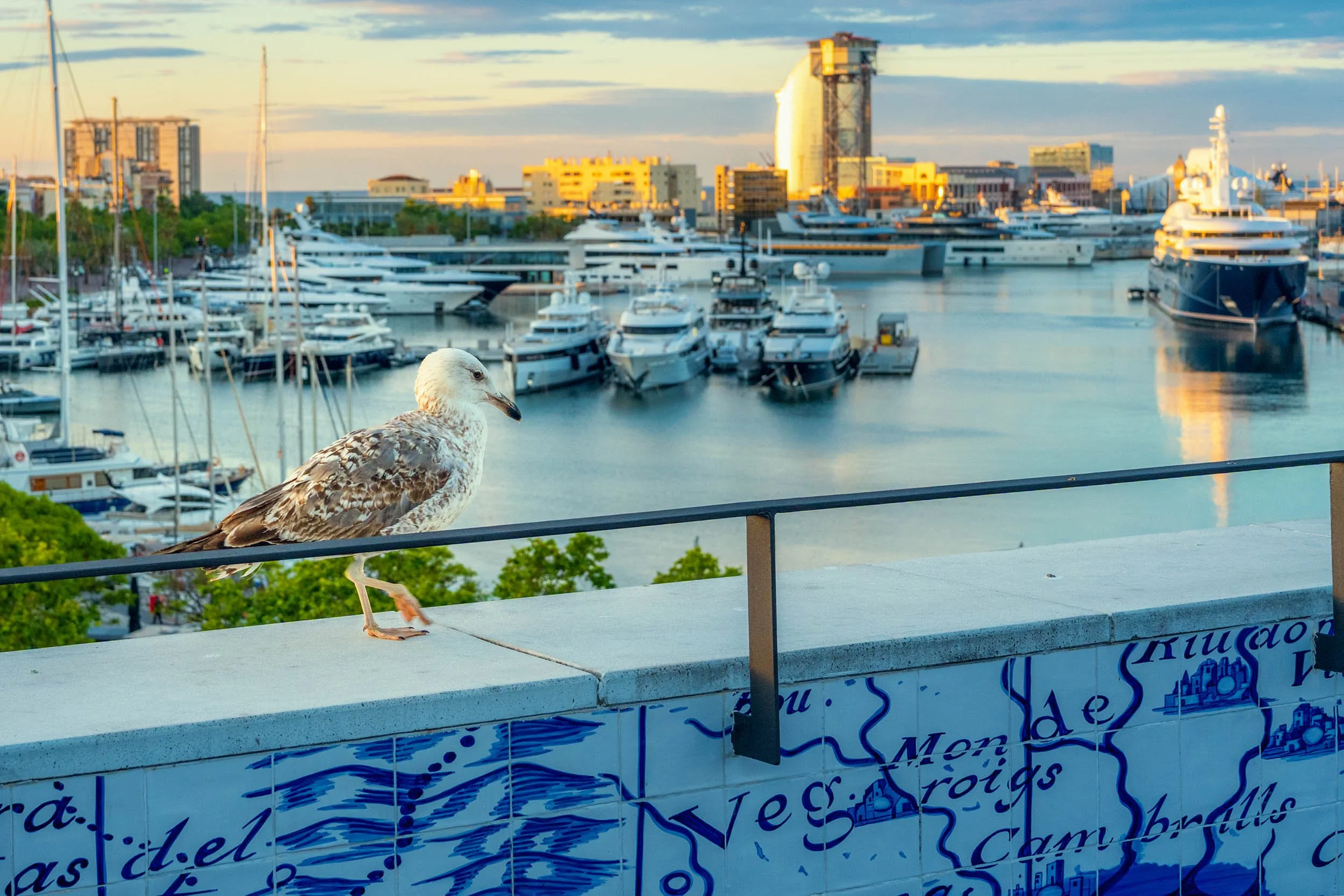 Young seagull on a blue-tiled wall overlooking the superyachts of the Port Vell marina, the W Hotel and cable car tower glowing at golden hour