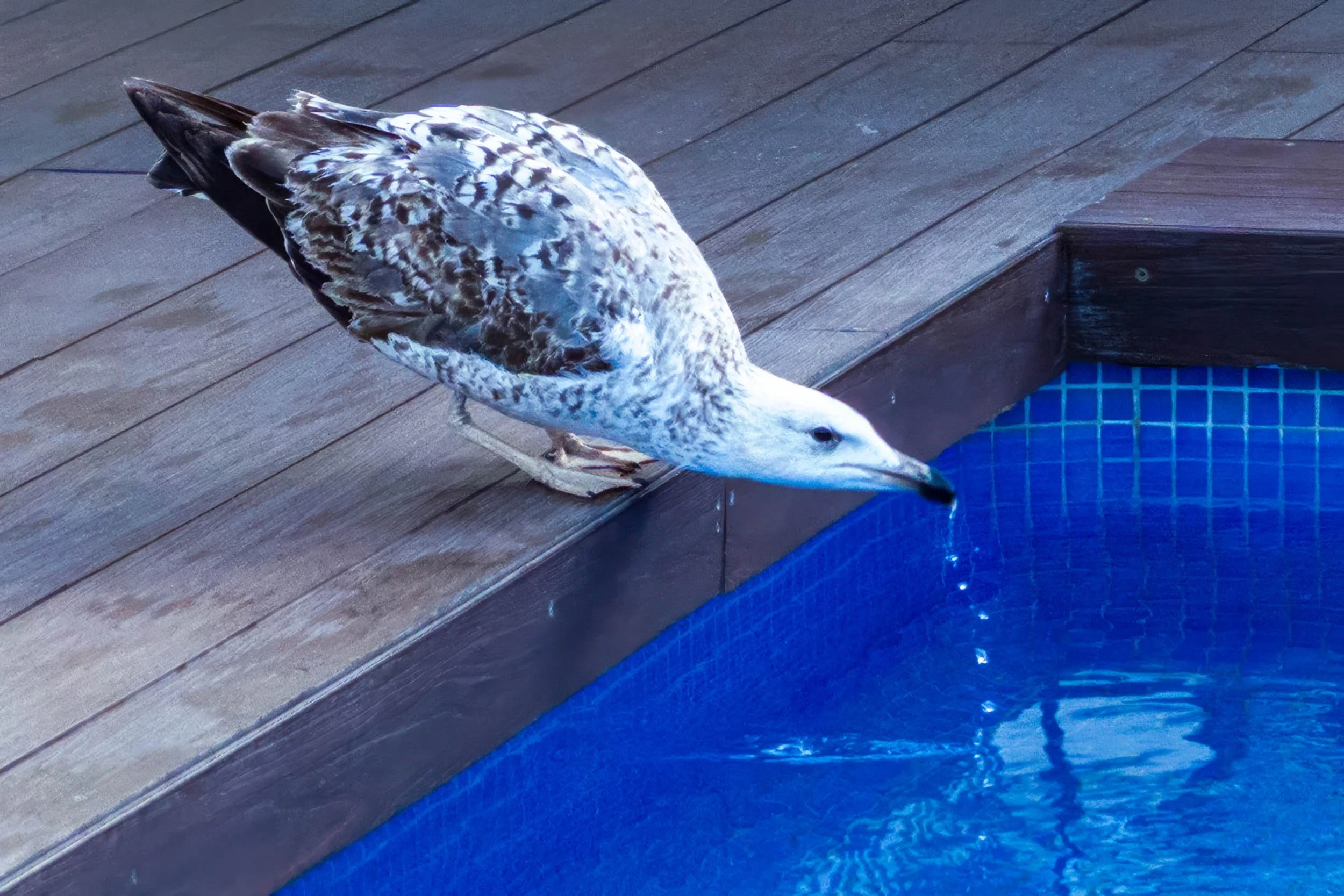 Juvenile seagull leaning over the edge of a wooden deck to drink from a blue-tiled pool