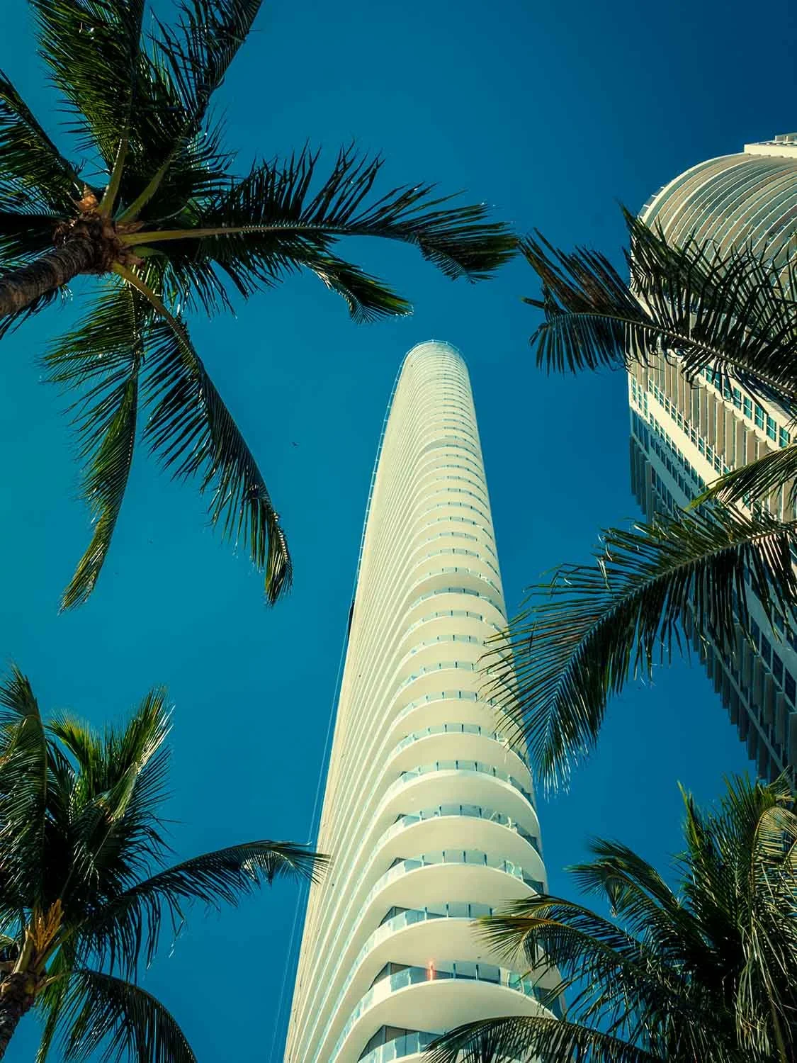 Modern glass skyscraper rising above tropical palm trees along the Miami River