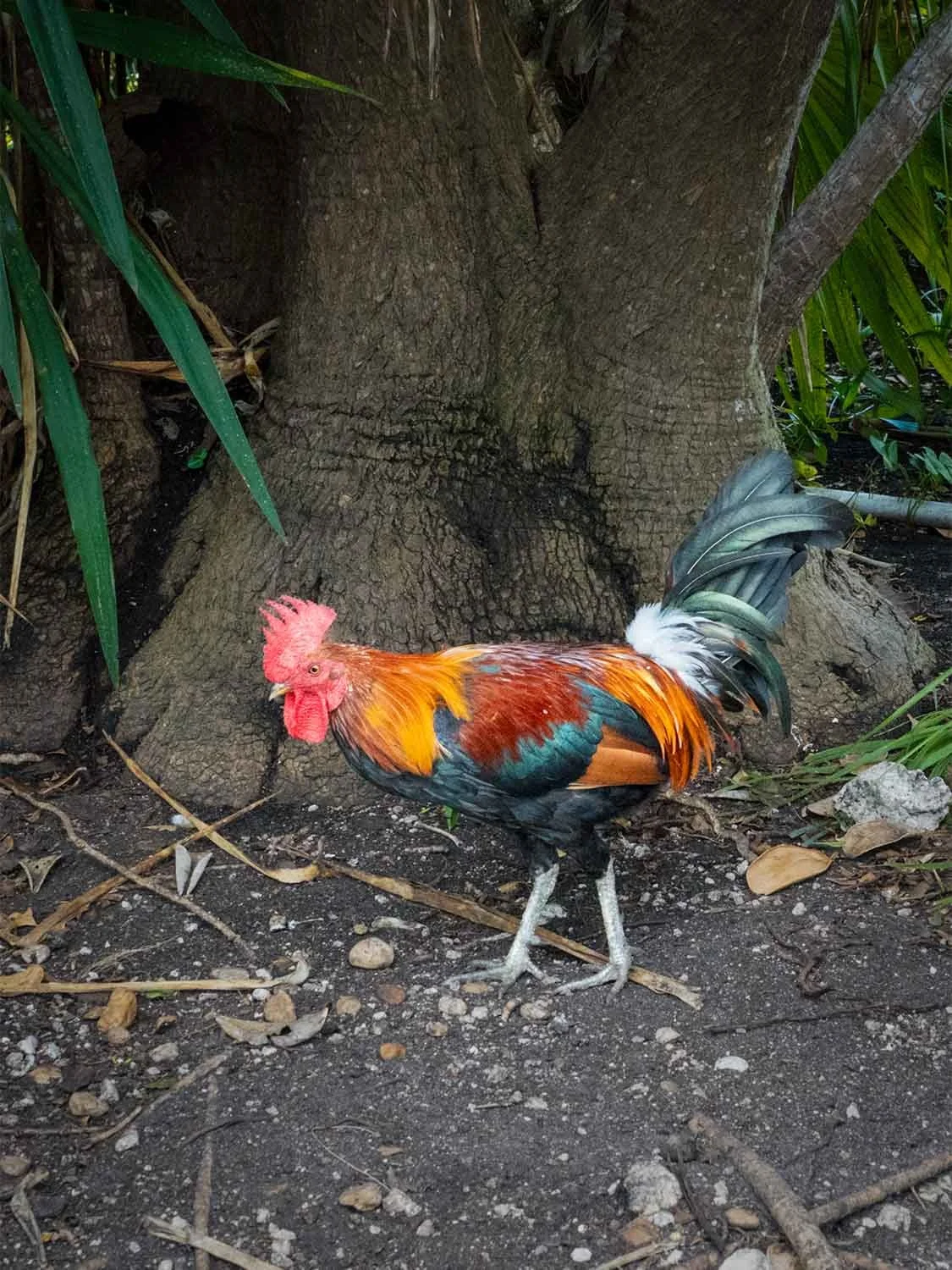 Rooster roaming the street in Key West Florida