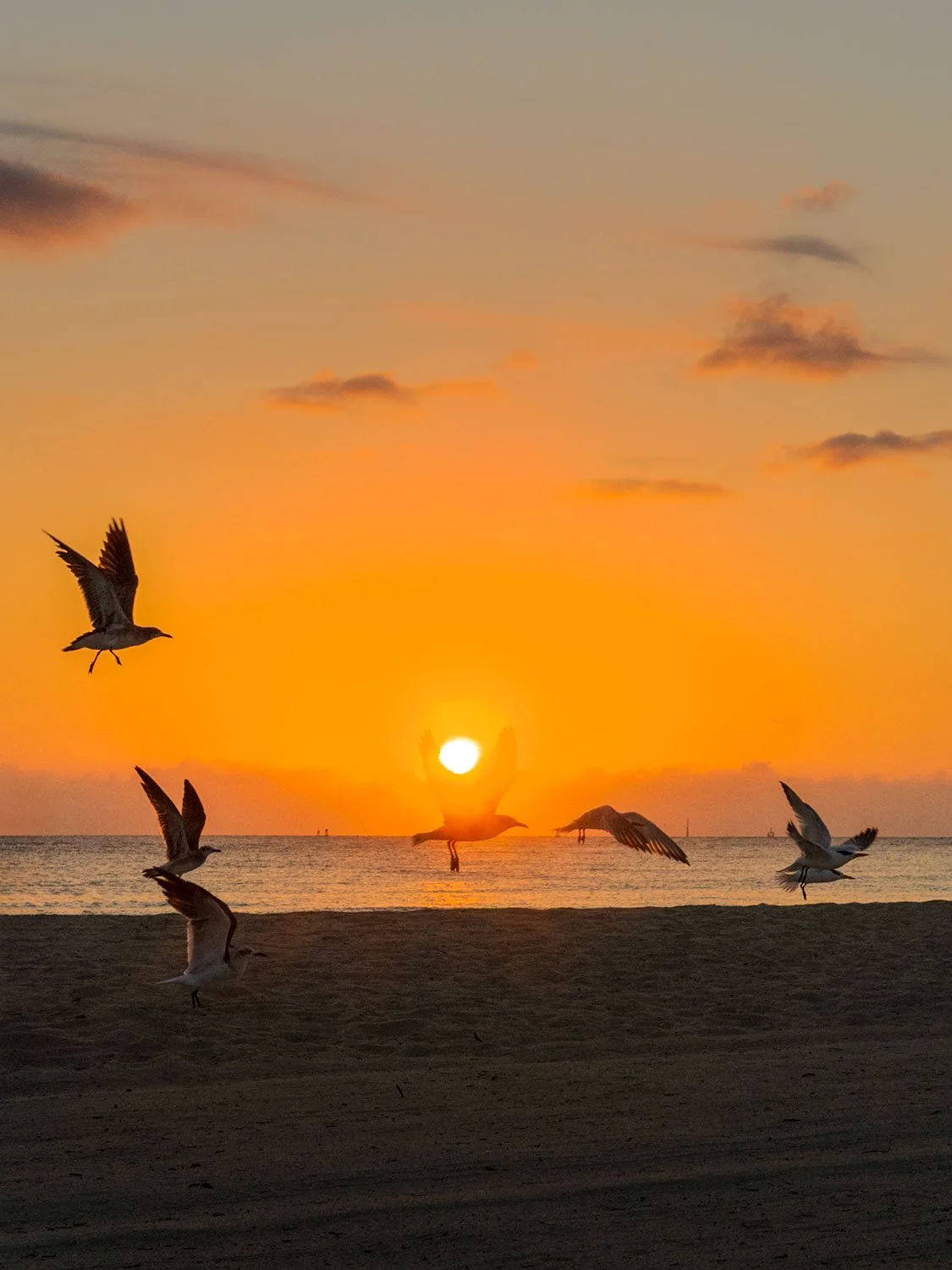 Seagulls taking flight on South Beach at sunrise with a vivid orange sky and sun setting over calm ocean waters