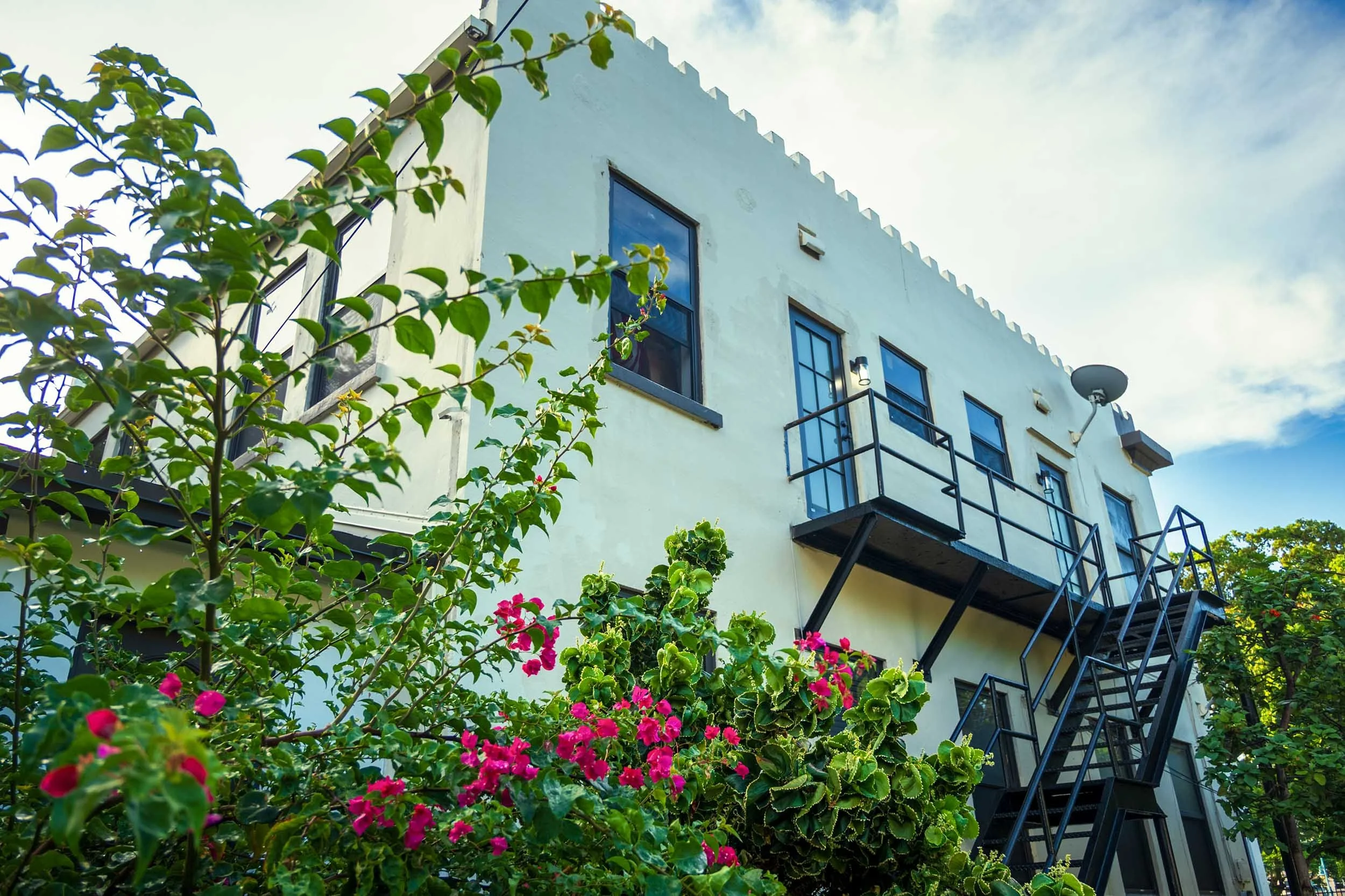 Bougainvillea vine climbing a historic building facade