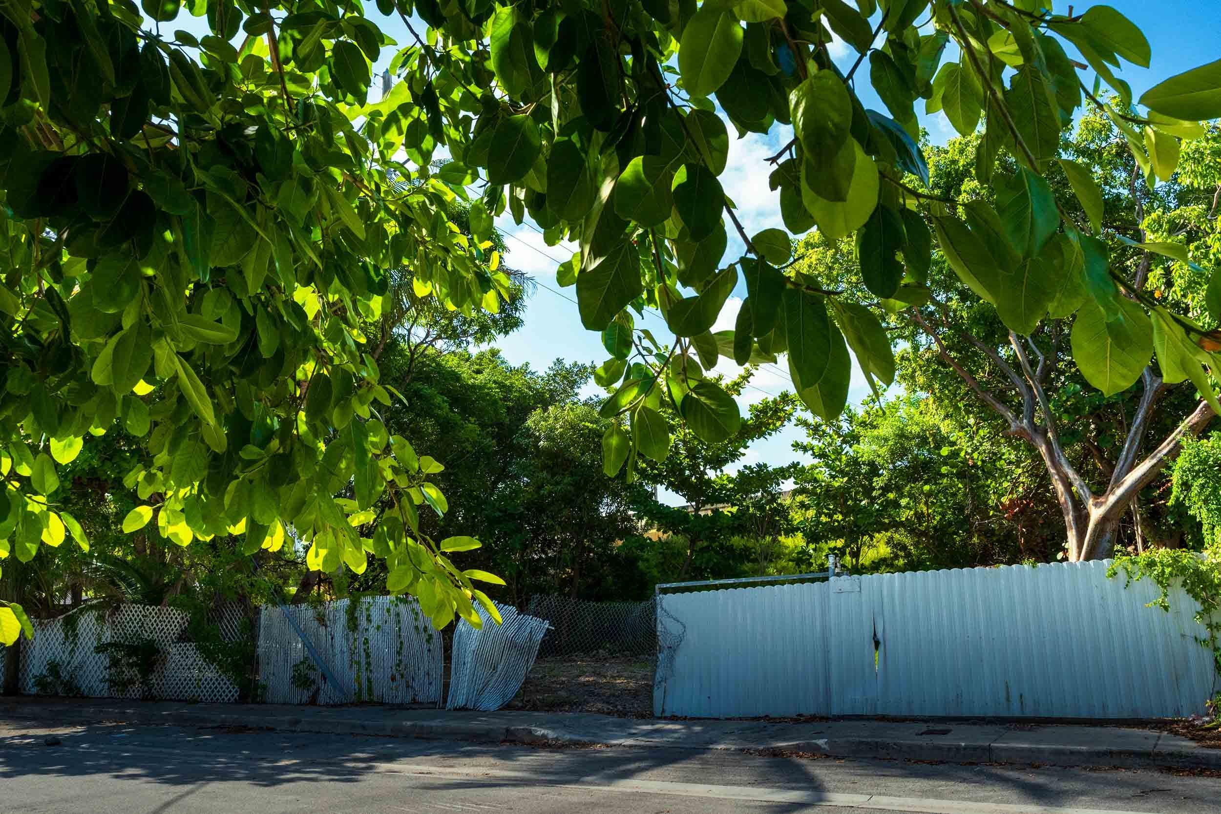Banyan tree canopy over a residential street in Buena Vista, Miami